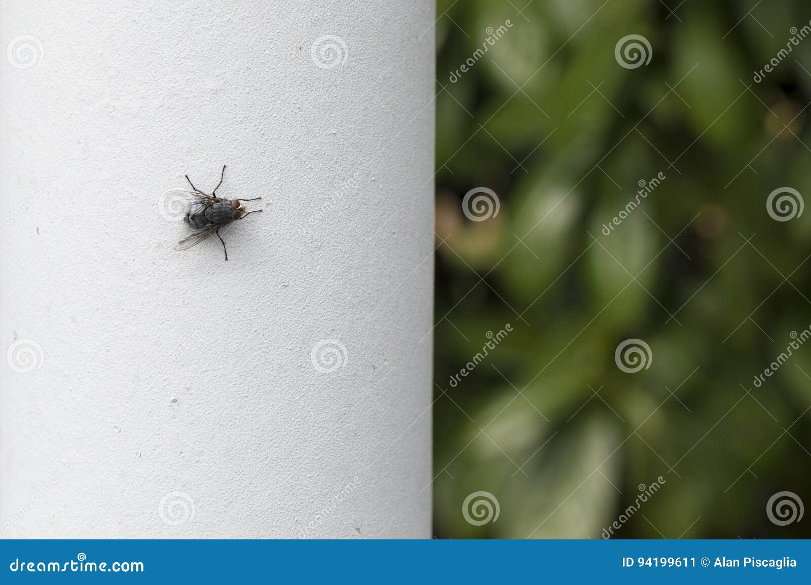 House Fly on white wall stock image. Image of color, flesh - 94199611