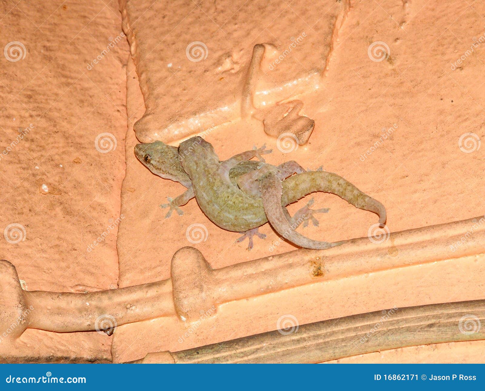 house geckos (hemidactylus frenatus)