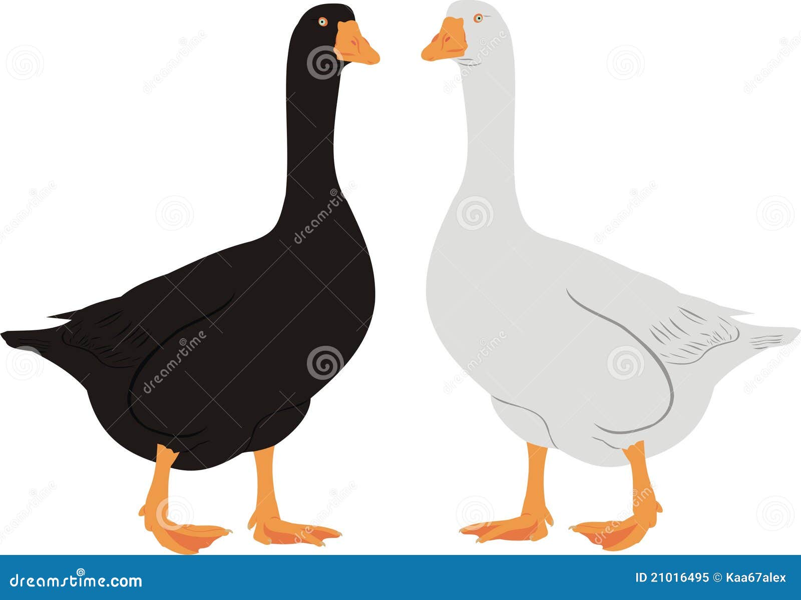 House geese stock vector. Illustration of poultry, proud 21016495