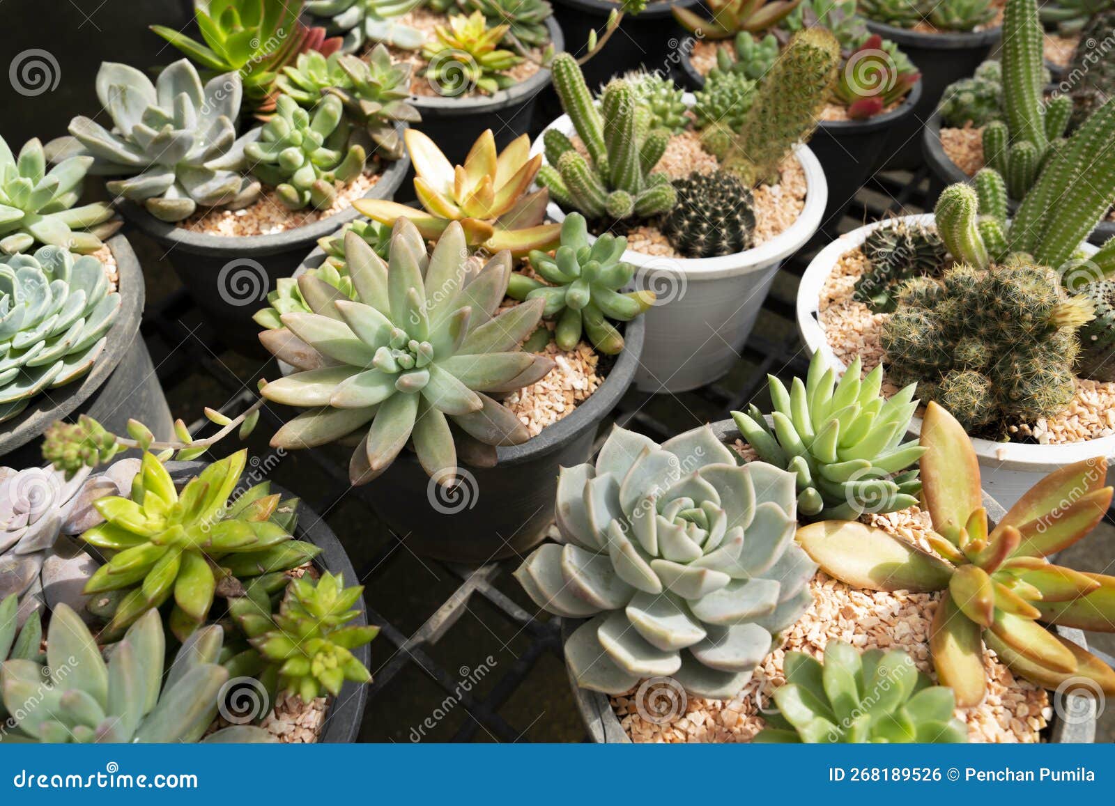 The House Indoor Plants Collection. Succulent and Cactus in Different