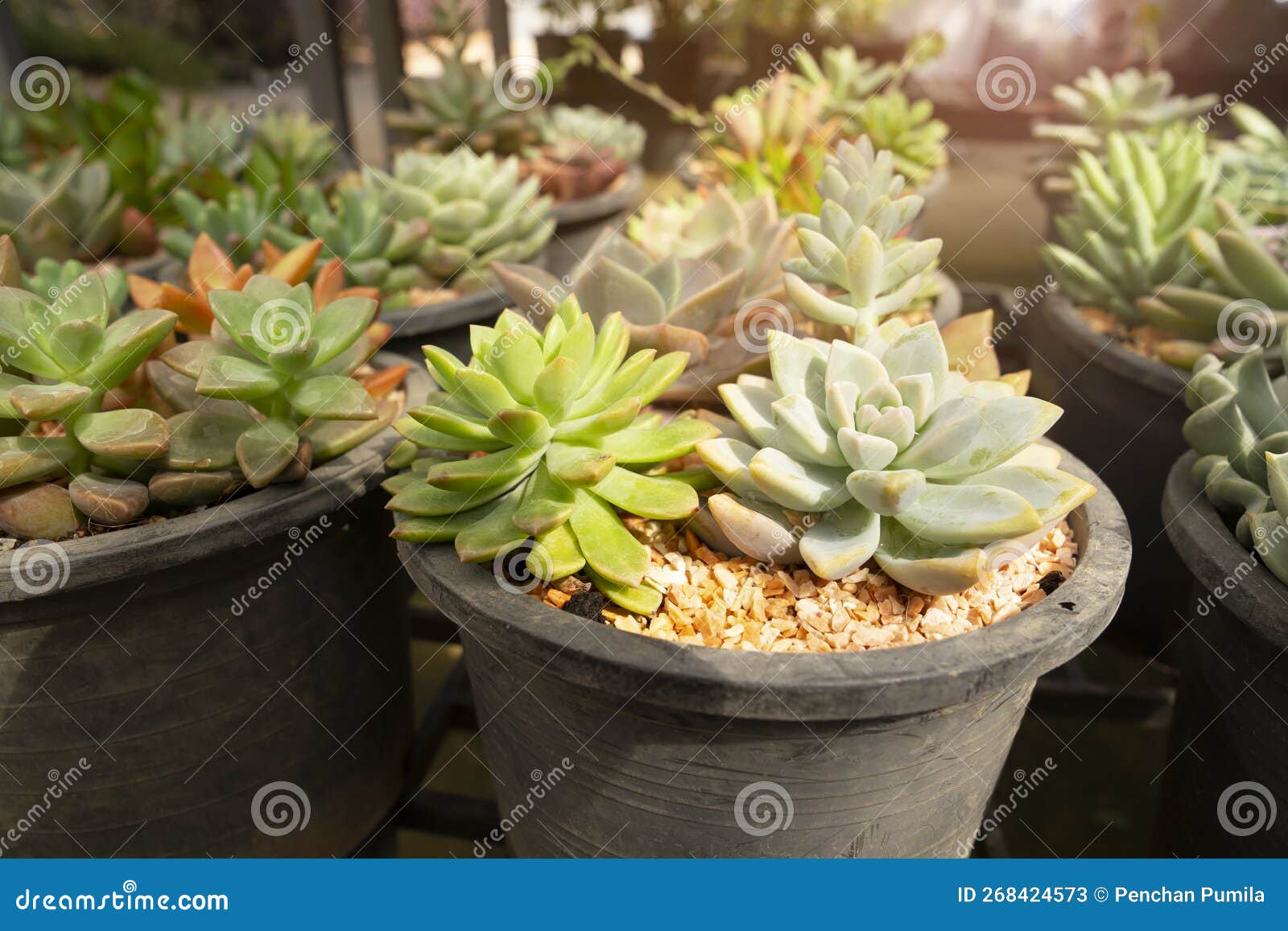 The House Indoor Plants Collection. Succulent and Cactus in Different
