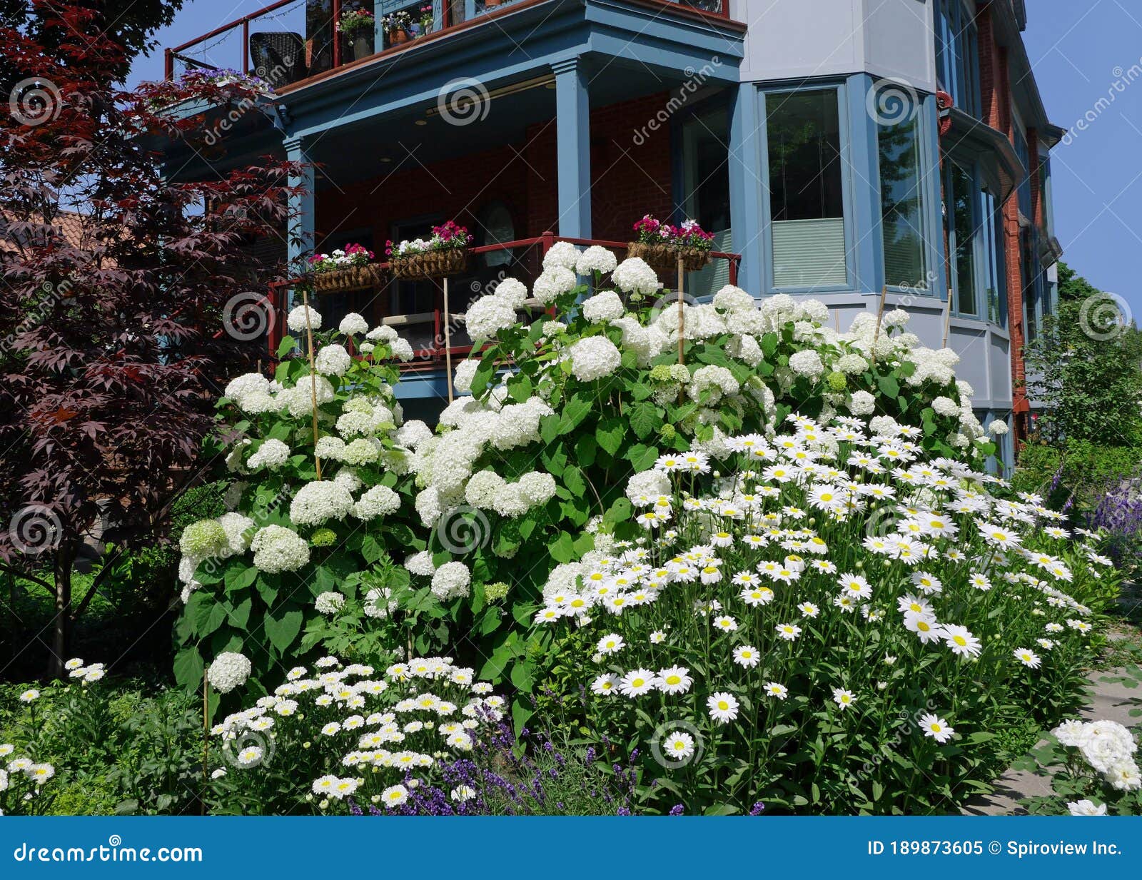 House with Large Cluster of White Hydrangea and Daisies Stock Image
