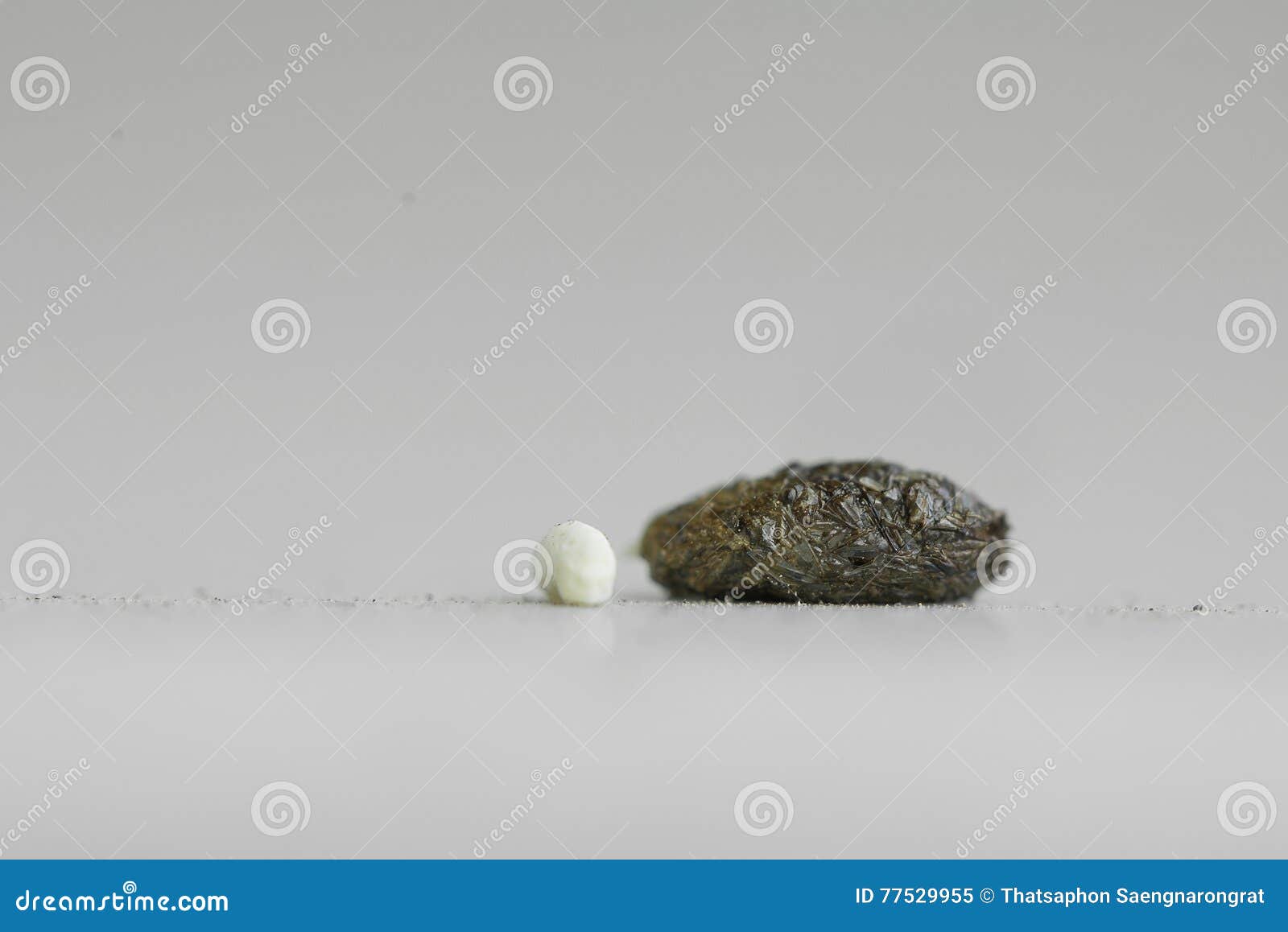 House Lizard Feces on the Floor Stock Image Image of nasty, poop