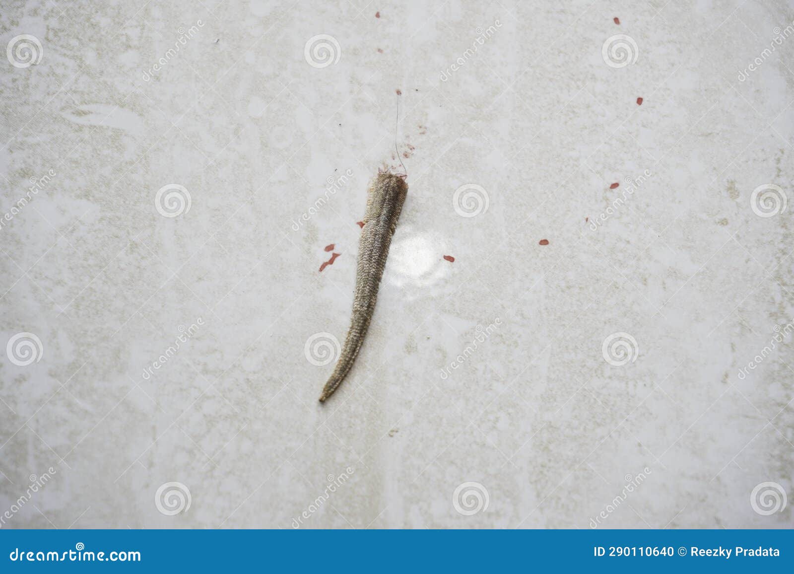 House Lizard Tail Loss (broken Tail) and Regeneration, Shortly after