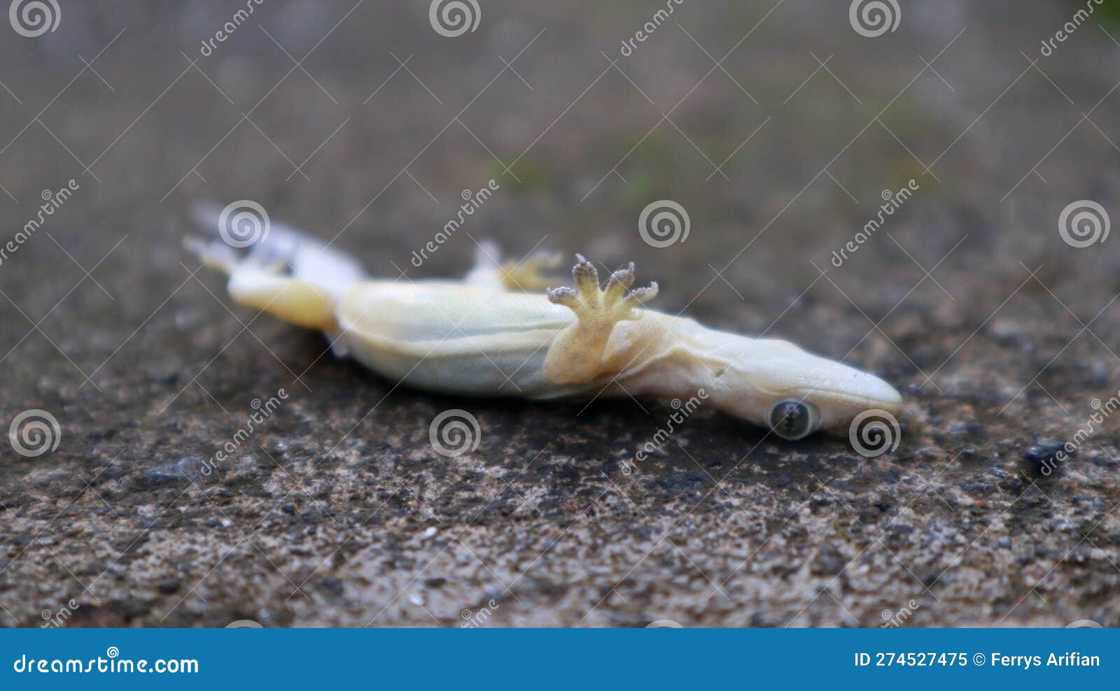 House lizard upside down stock image. Image of fauna 274527475