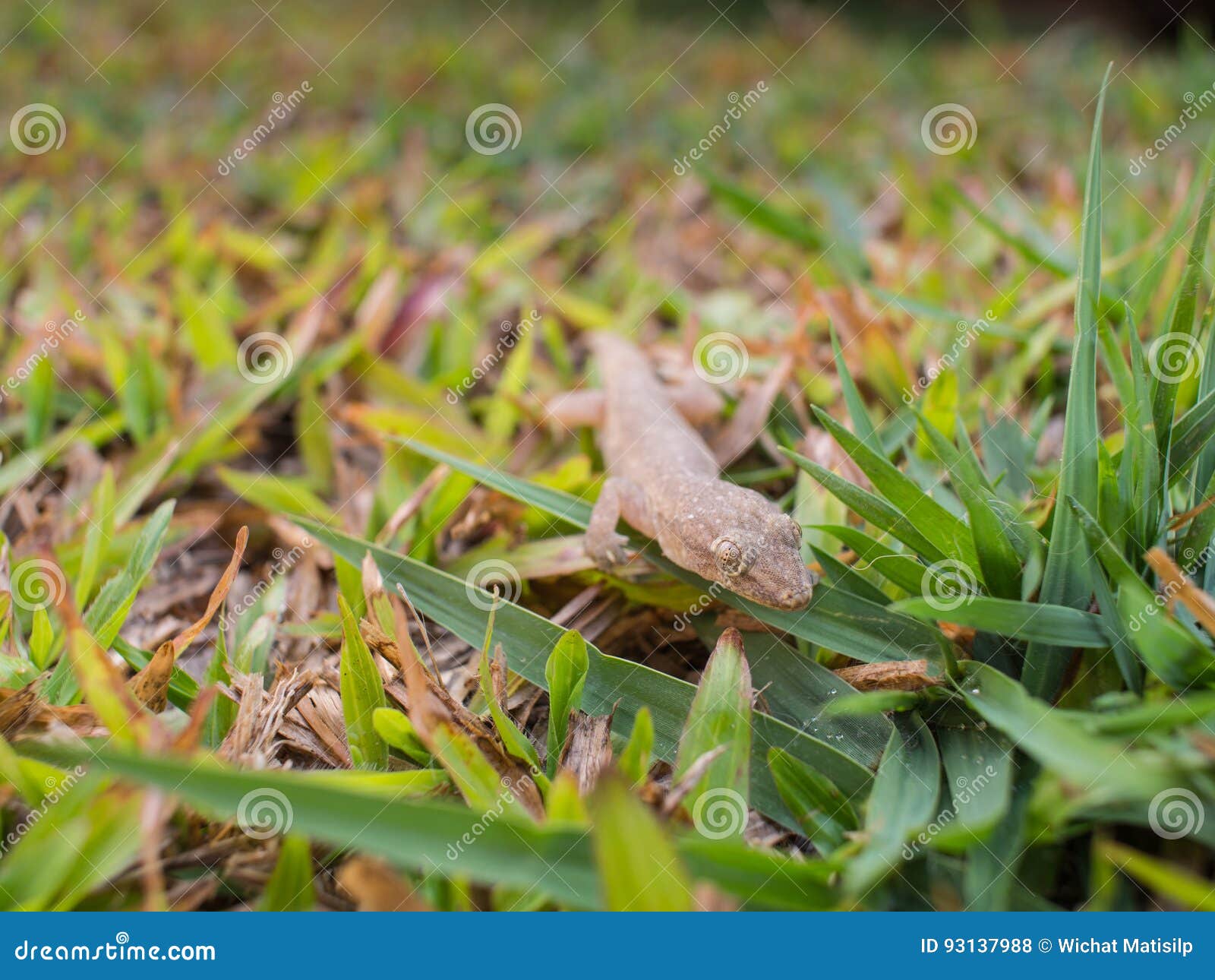 a house lizard walking