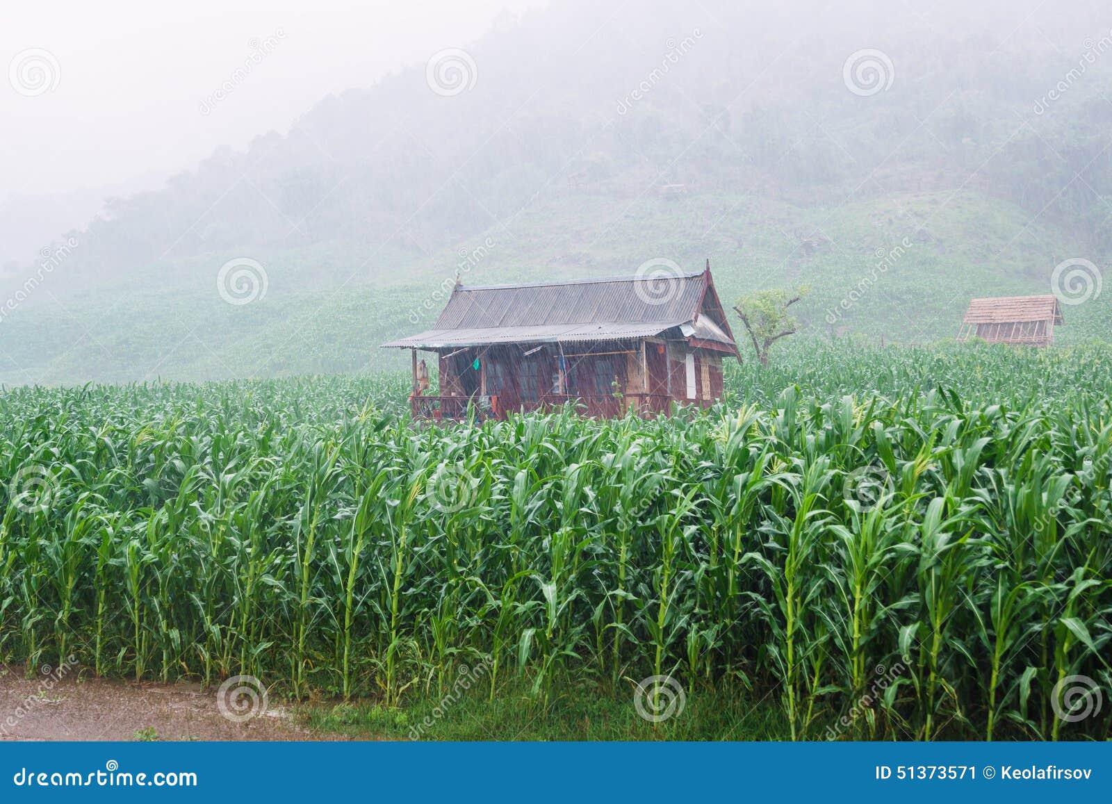 house in the middle of a corn field in sumbawa