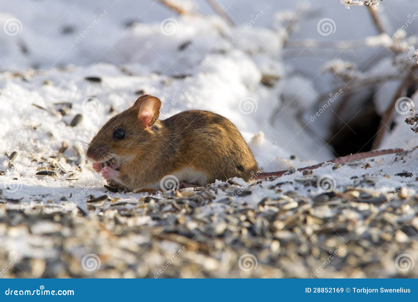 House Mouse (Mus Musculus) Eating Seeds Stock Image Image of mammal