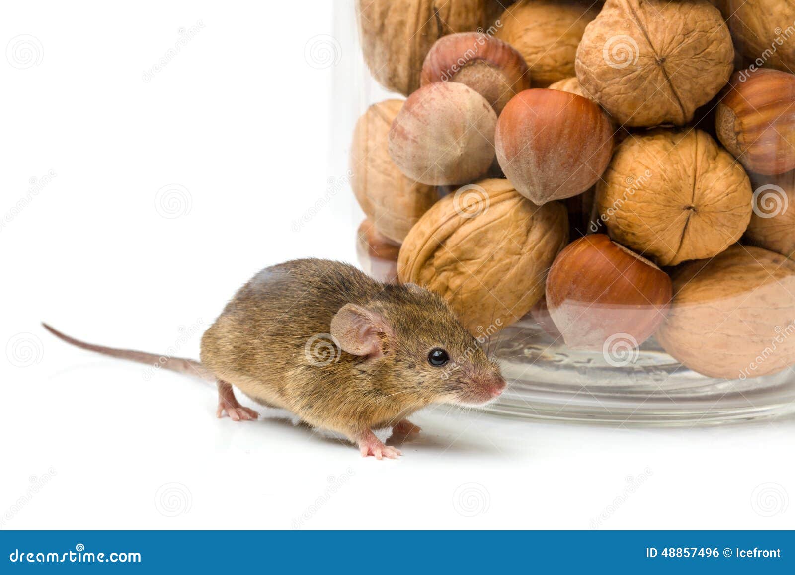 House Mouse Near Walnut and Corn Jar Stock Photo Image of rodent