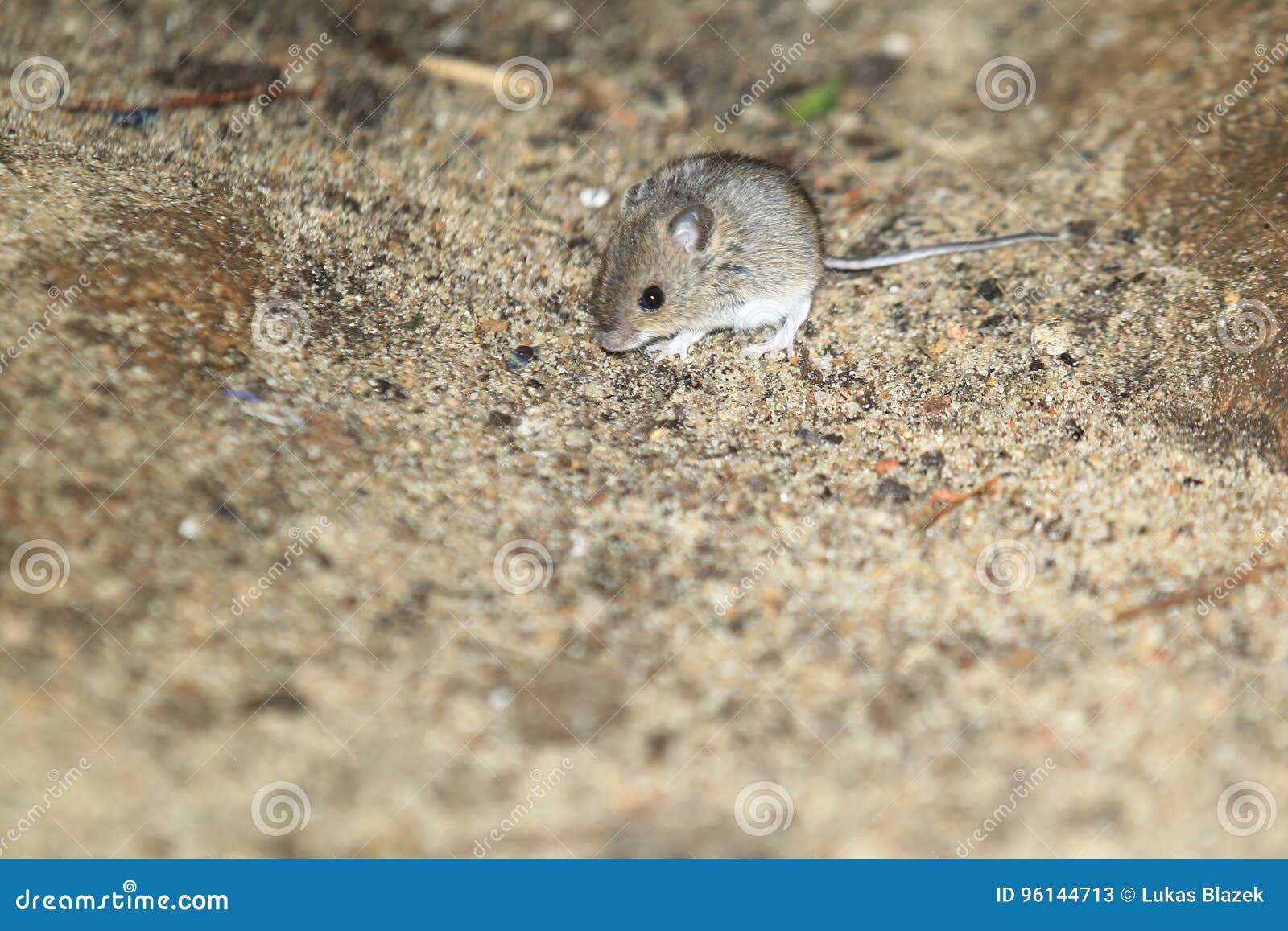 House mouse stock image. Image of ground, nature, mouse 96144713