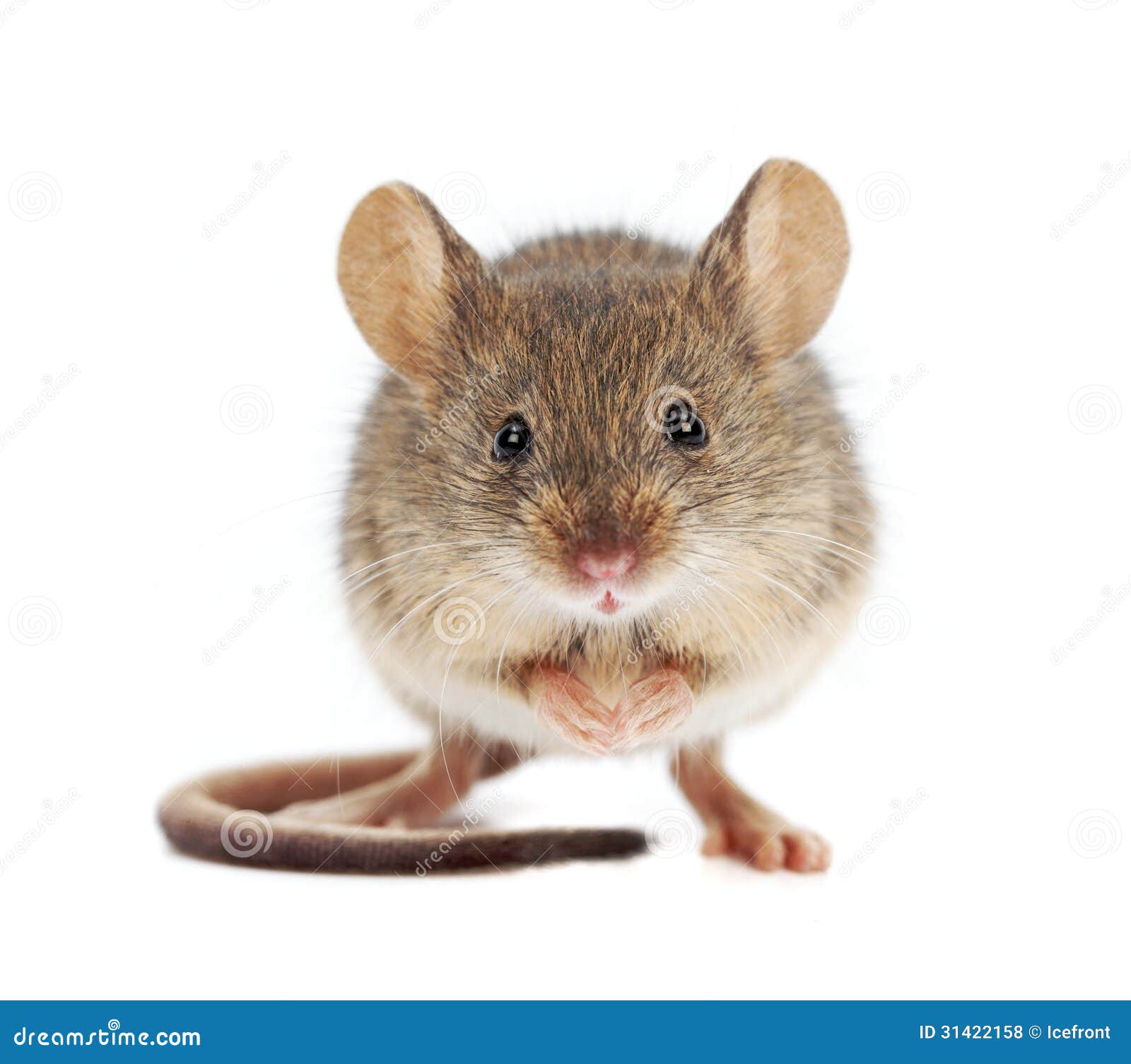 house mouse standing (mus musculus)