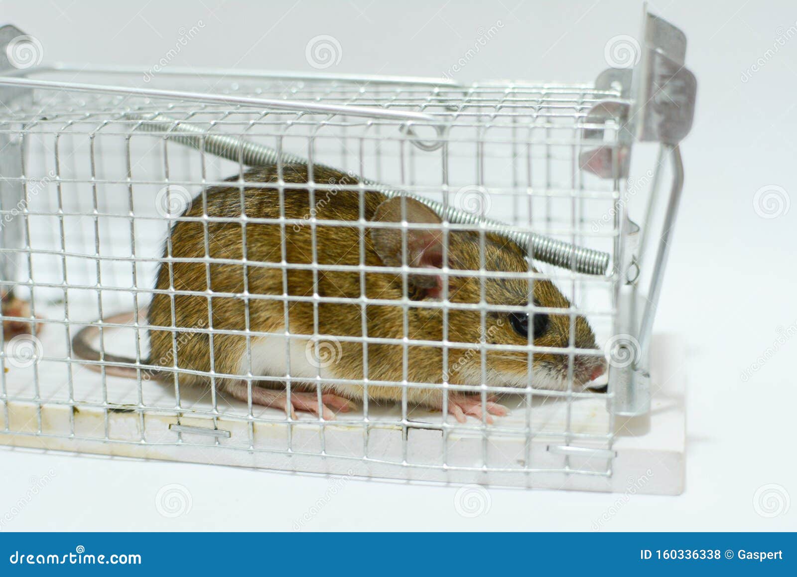 Mouse trapped in a cage stock photo. Image of healthcare 160336338