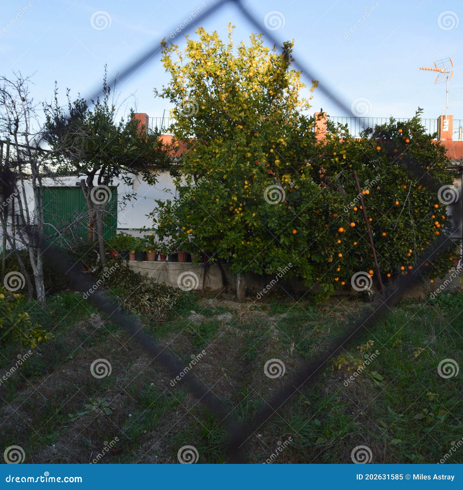 House with Orange Tree in Granada, Spain Stock Image Image of garden