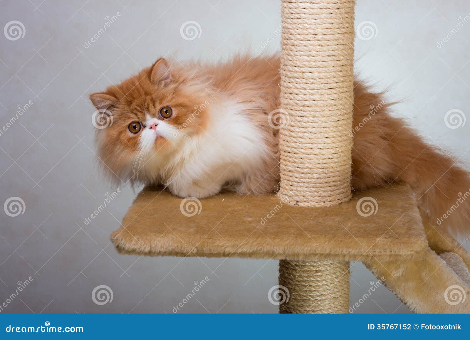 red and white persian cat