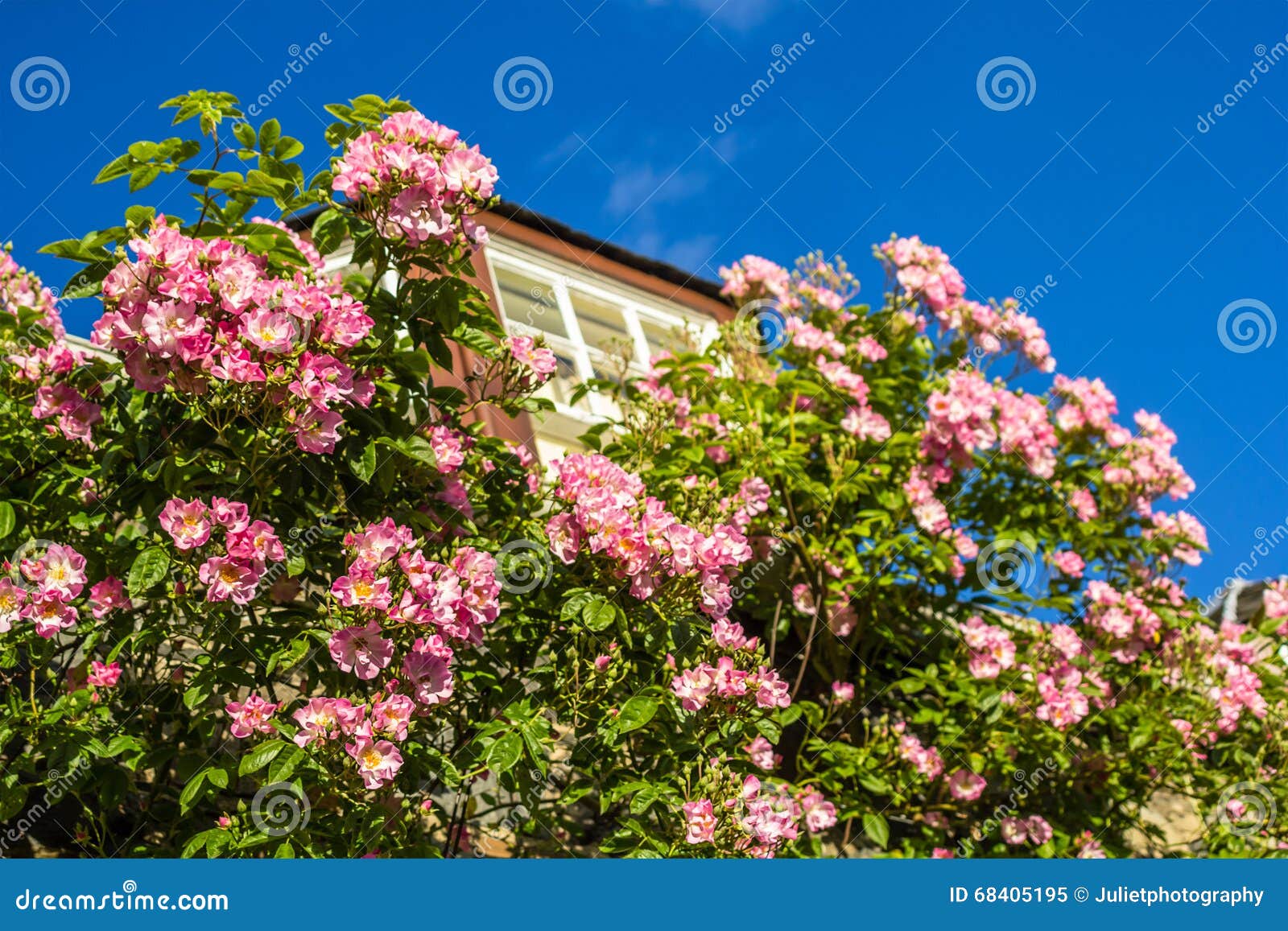 A House with Pink Climbing Roses Stock Image Image of garden, europe
