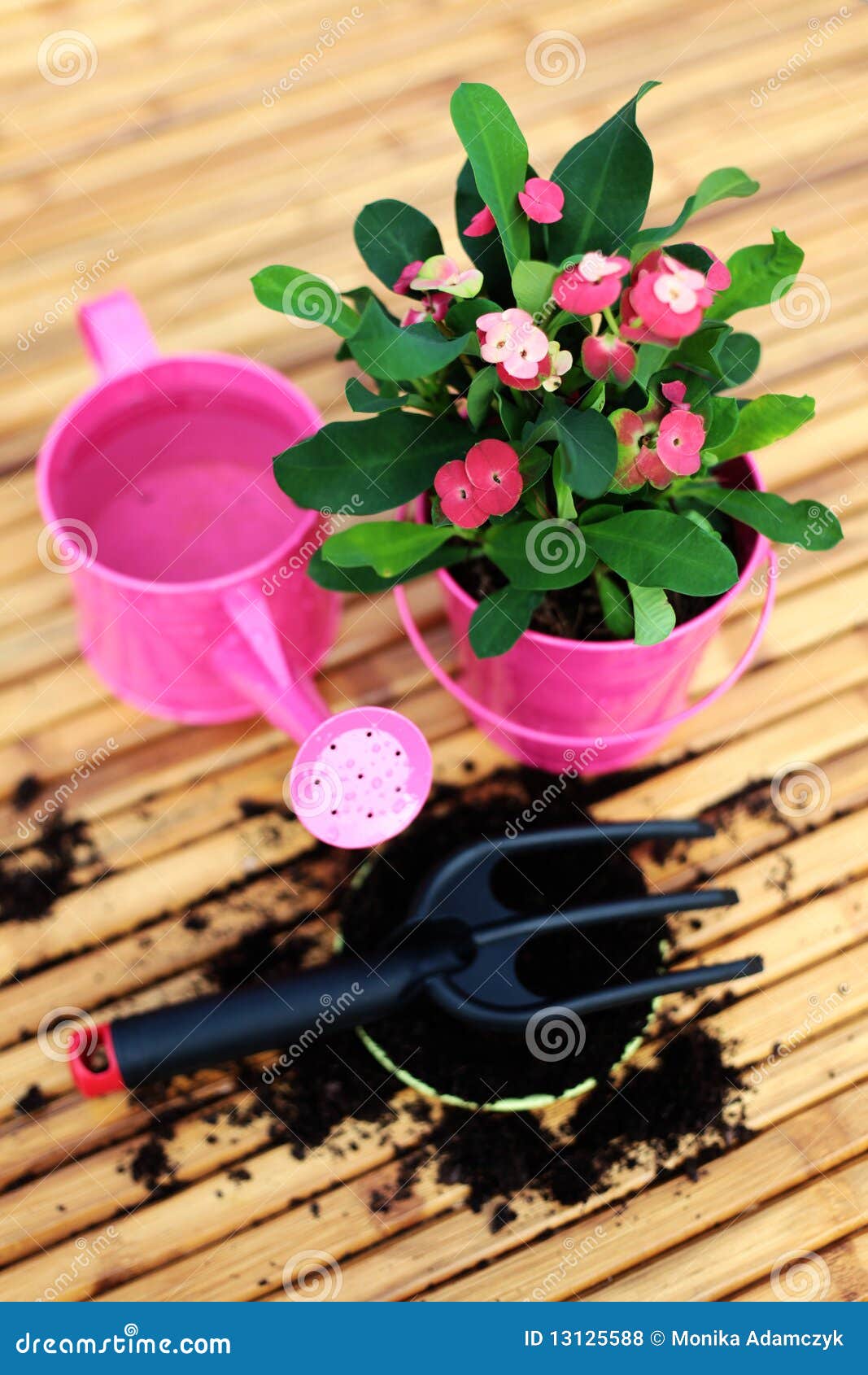 House plant stock photo. Image of botany, time, leisure 13125588