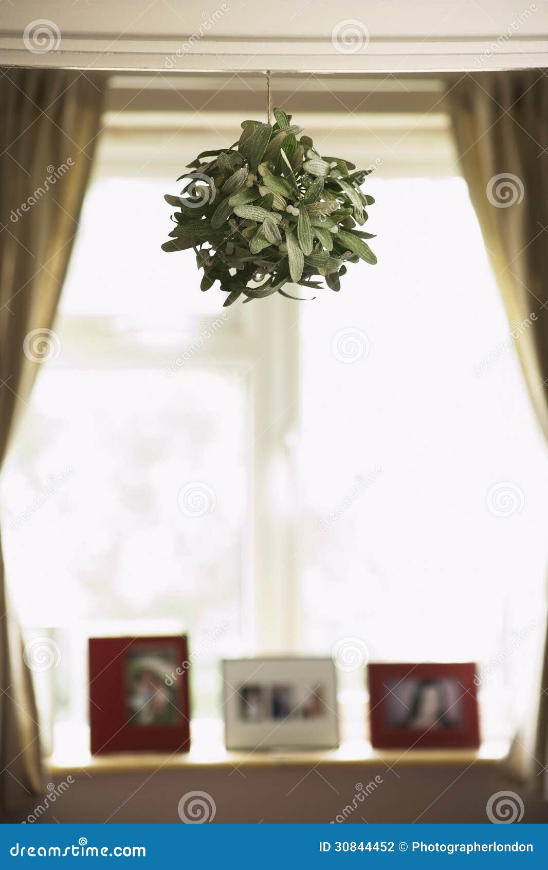 House Plant Hanging From Ceiling Stock Photo Image Of Festive