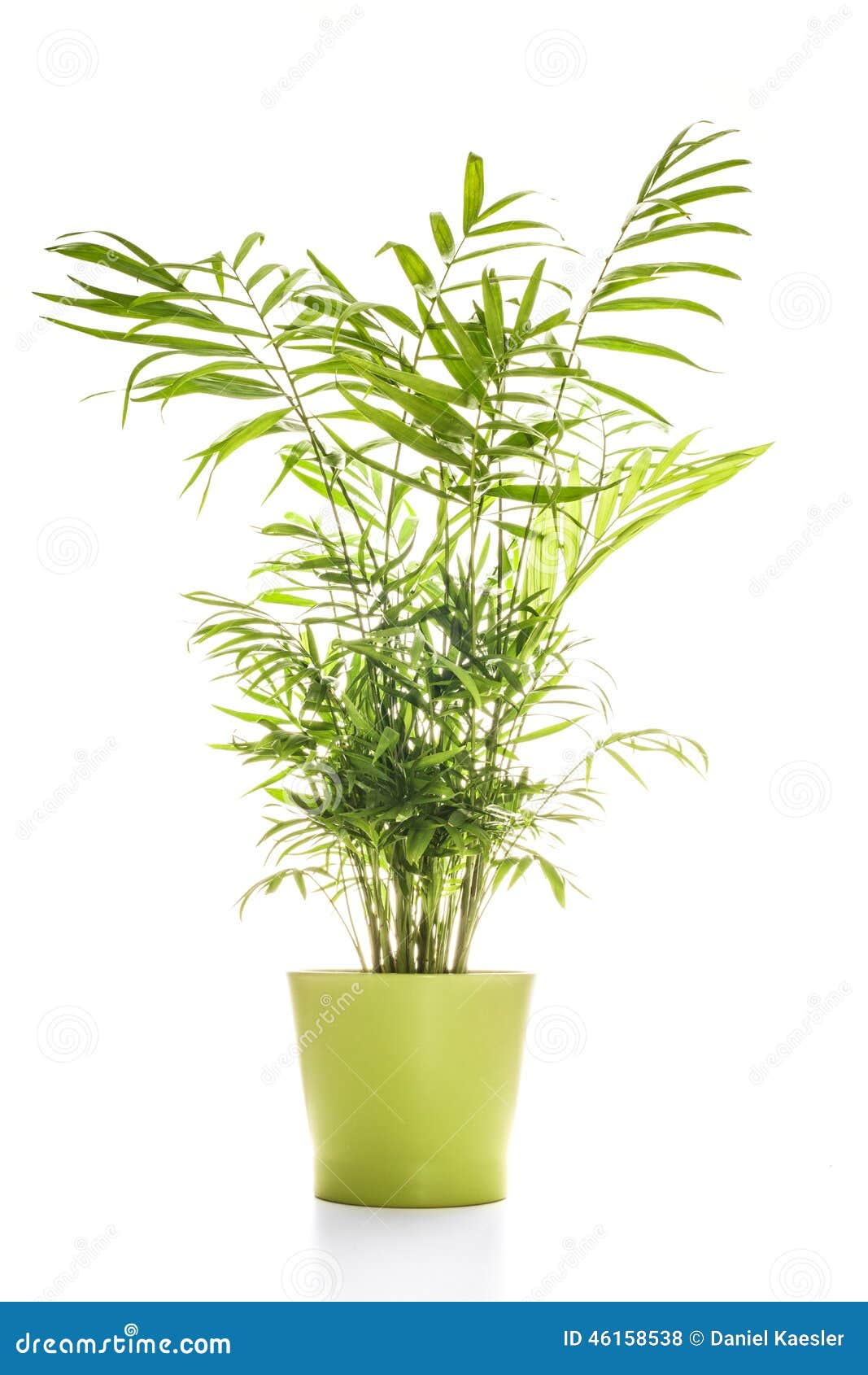 House Plant Isolated on White Stock Photo Image of background, lutescens 46158538