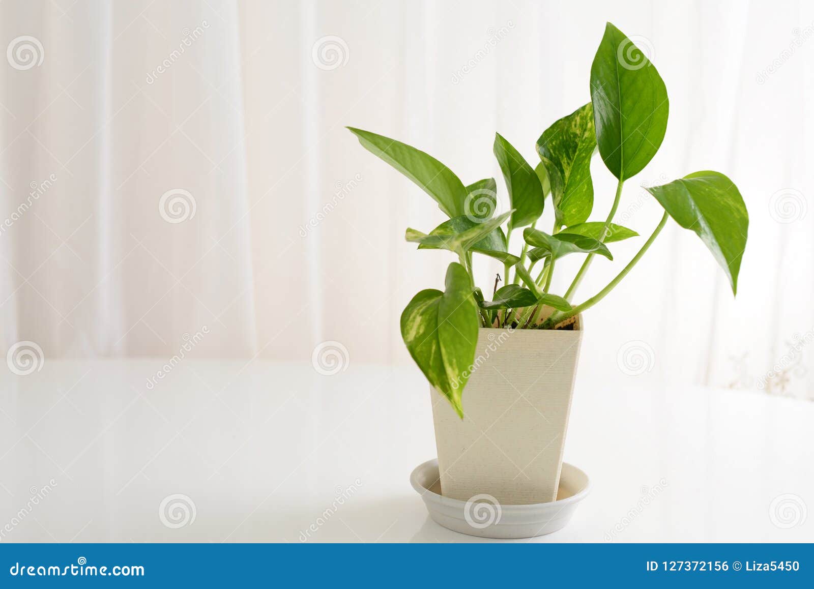 House plant stock photo. Image of nature, beautiful 127372156