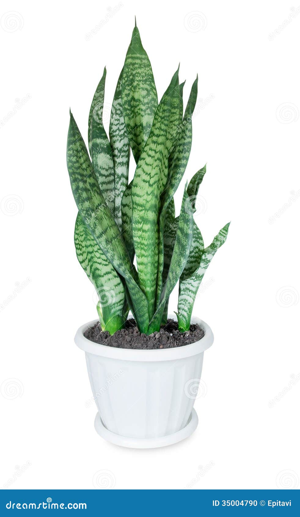 house plant sansevieria white plastic flower pot white background 35004790