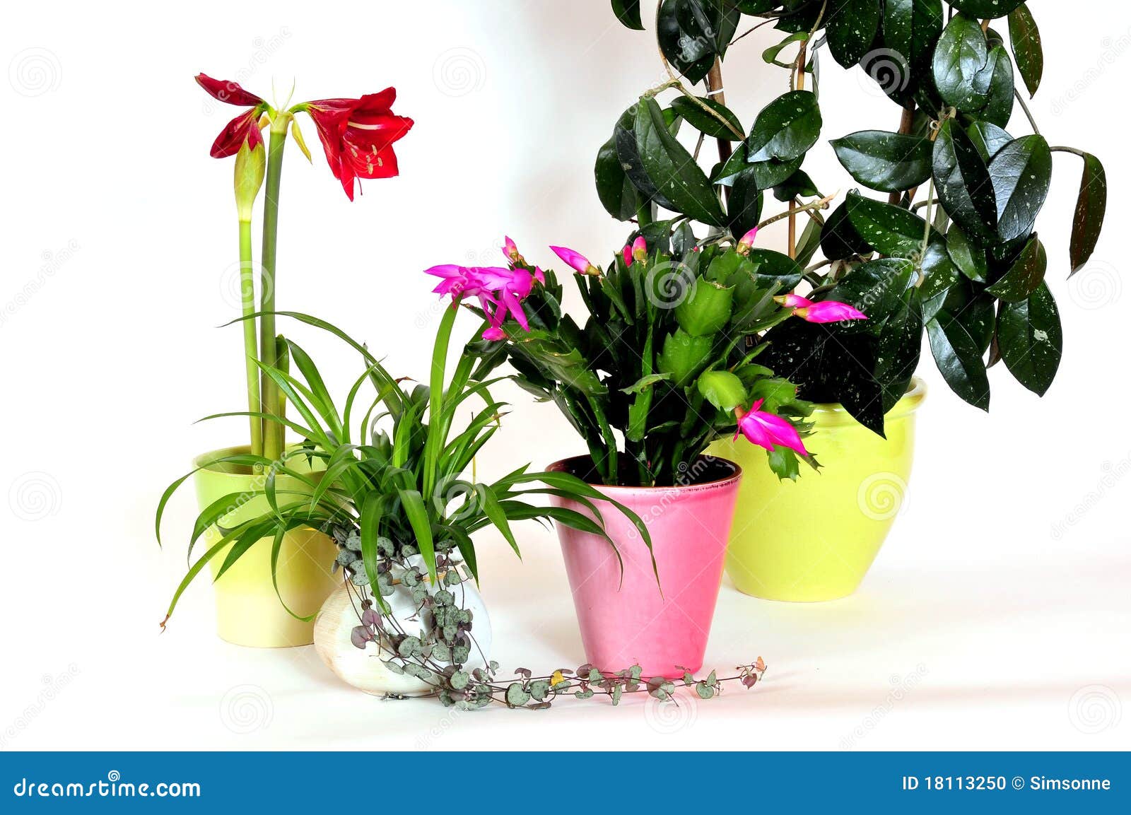 House plants flowers stock photo. Image of flower, hippeastrum 18113250