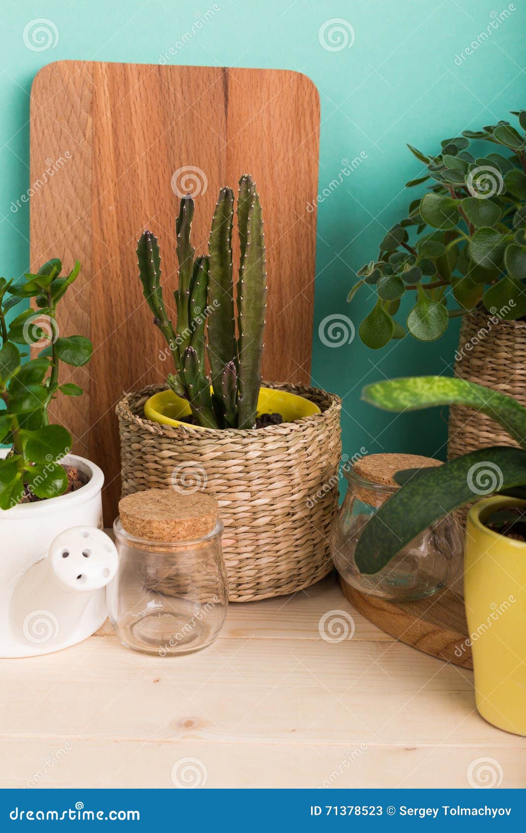 House plants in pots stock image. Image of retro, beautiful 71378523
