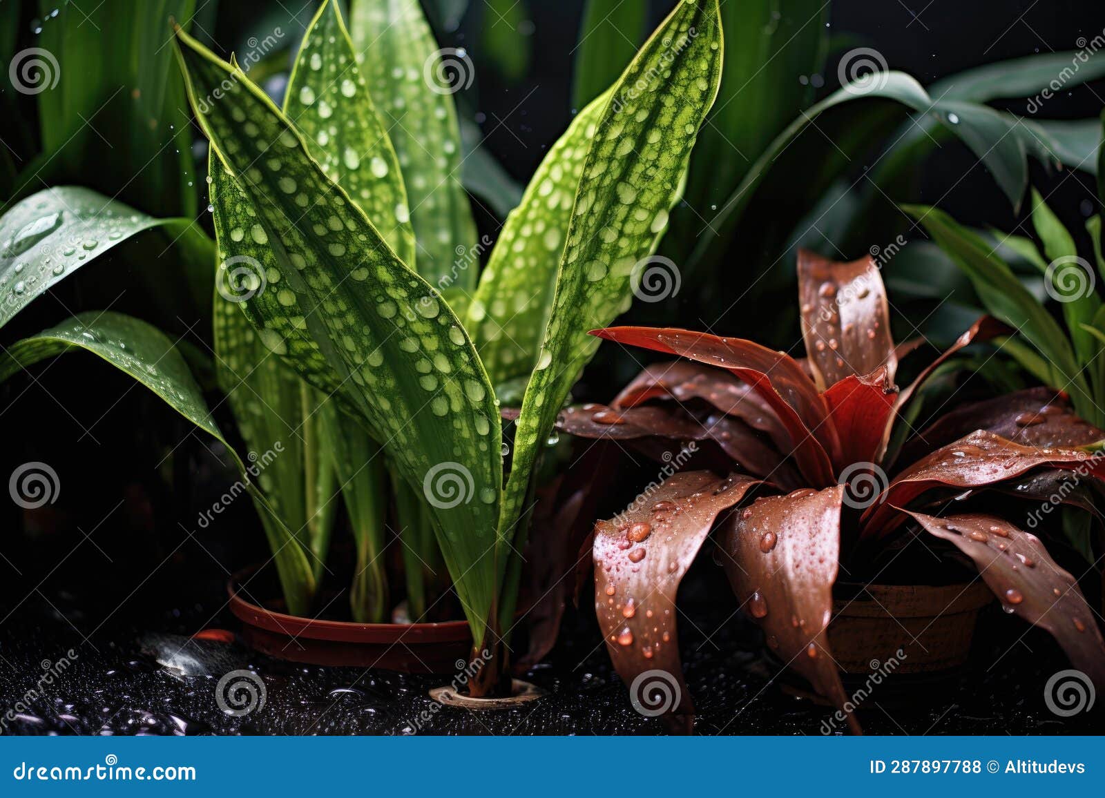 House Plants with Water Droplets on Soil Surface Stock Photo Image of
