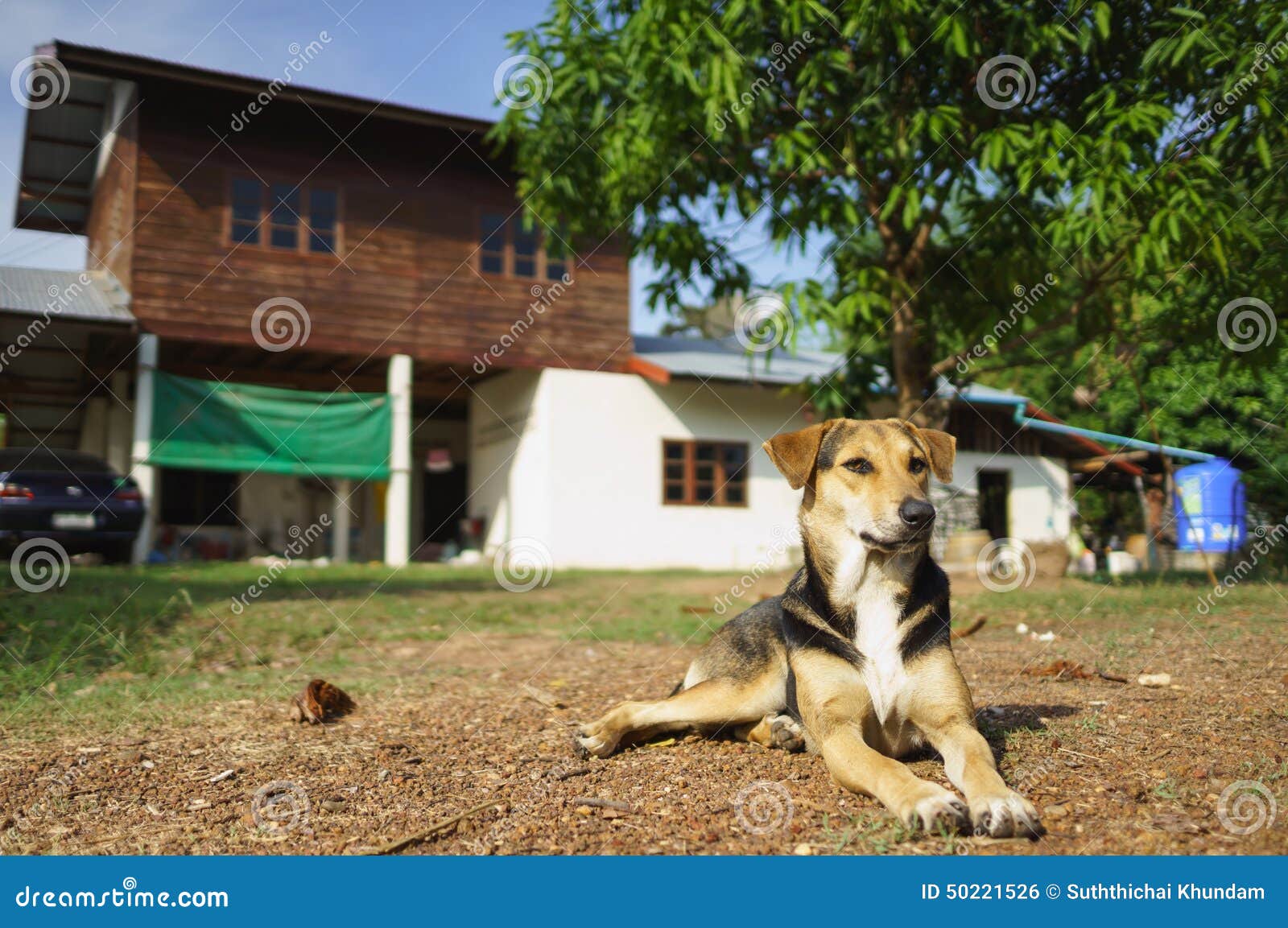 House Protecting Dog Stock Photo Image Of Black Housing 50221526 house-protecting-dog-stock-photo-image-of-black-housing-50221526