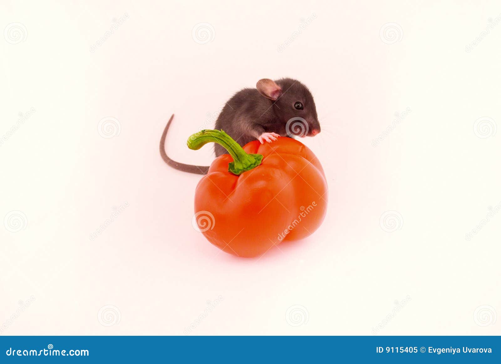 House rat and peppers stock image. Image of rodent, tail 9115405