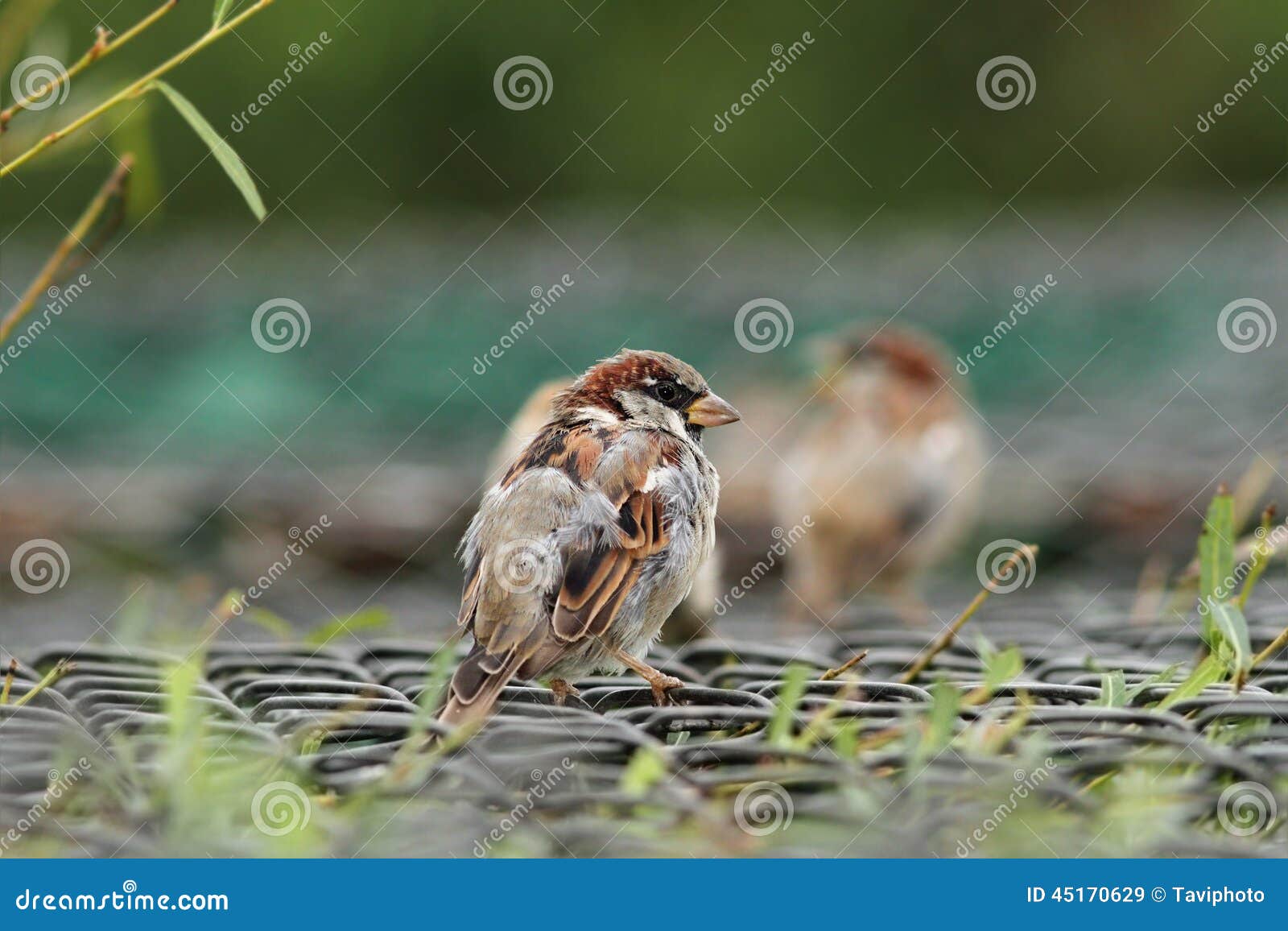 House sparrow on a cage stock image. Image of feathers 45170629