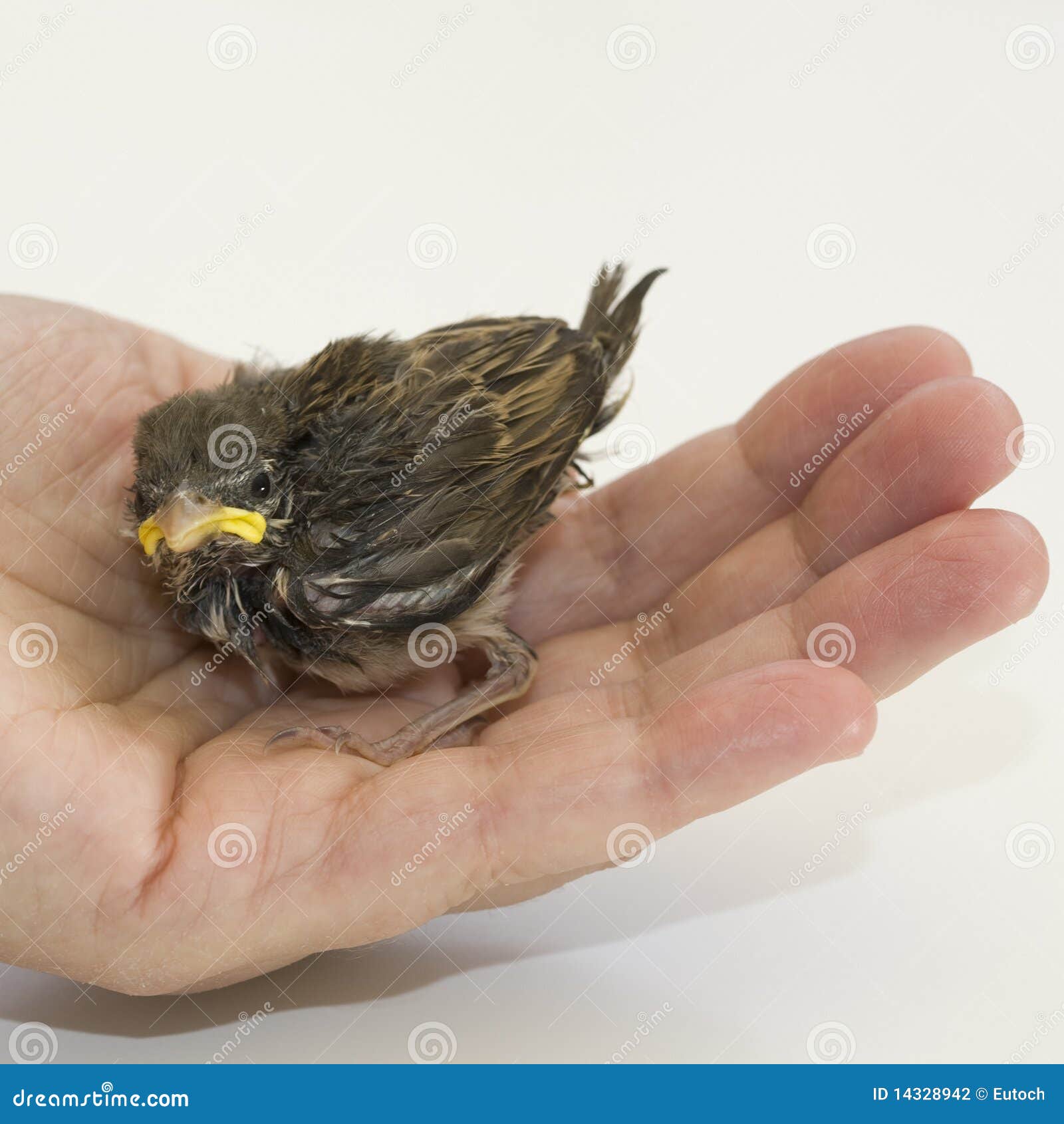 House Sparrow Chick stock photo. Image of fledgling, plumage 14328942