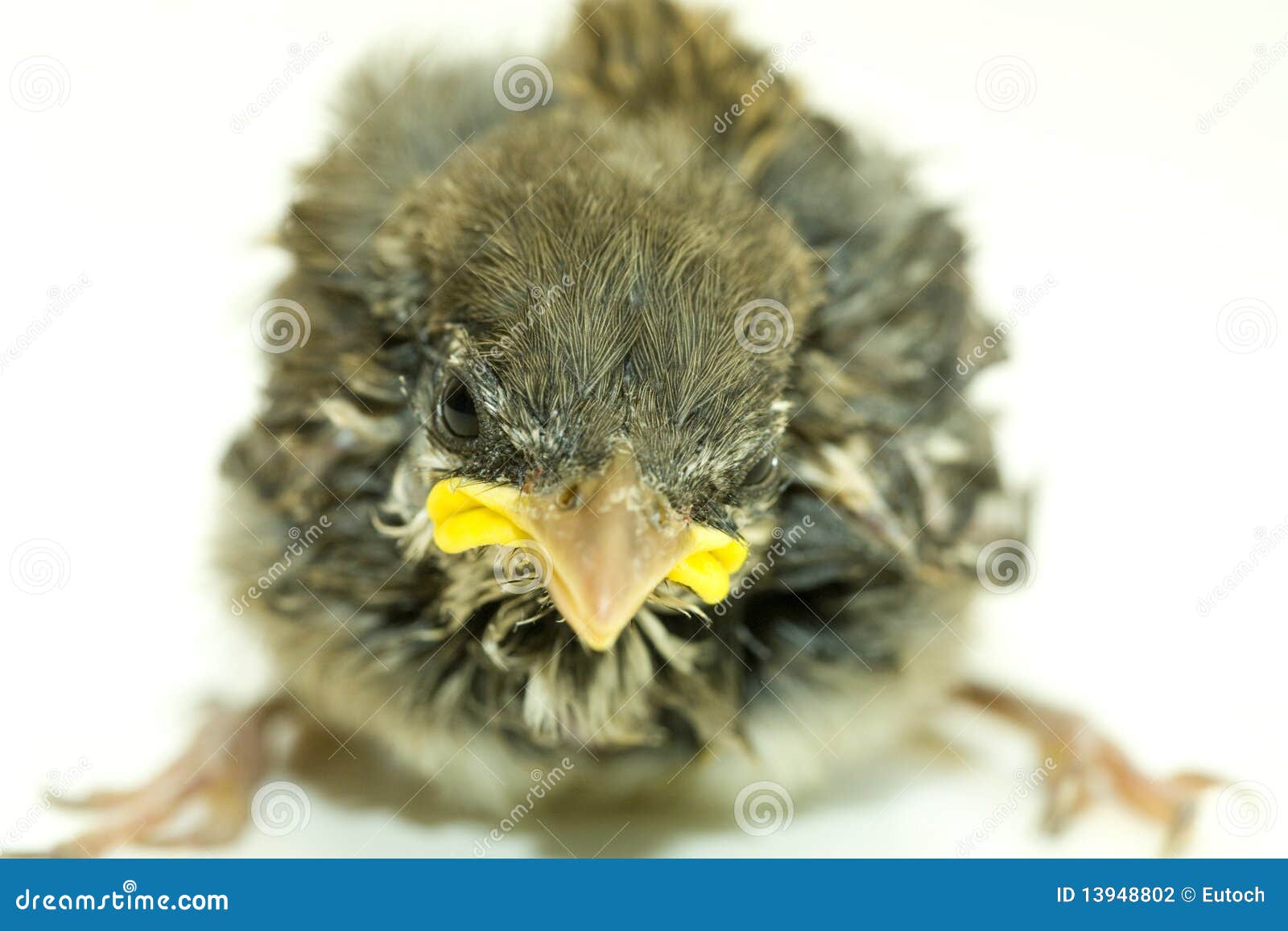 House Sparrow Chick Close Up Stock Photo Image of beak, white 13948802