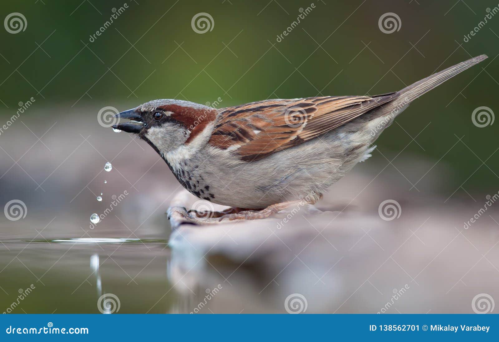 House Sparrow Drinking Water with Fallen Drops Stock Image Image of