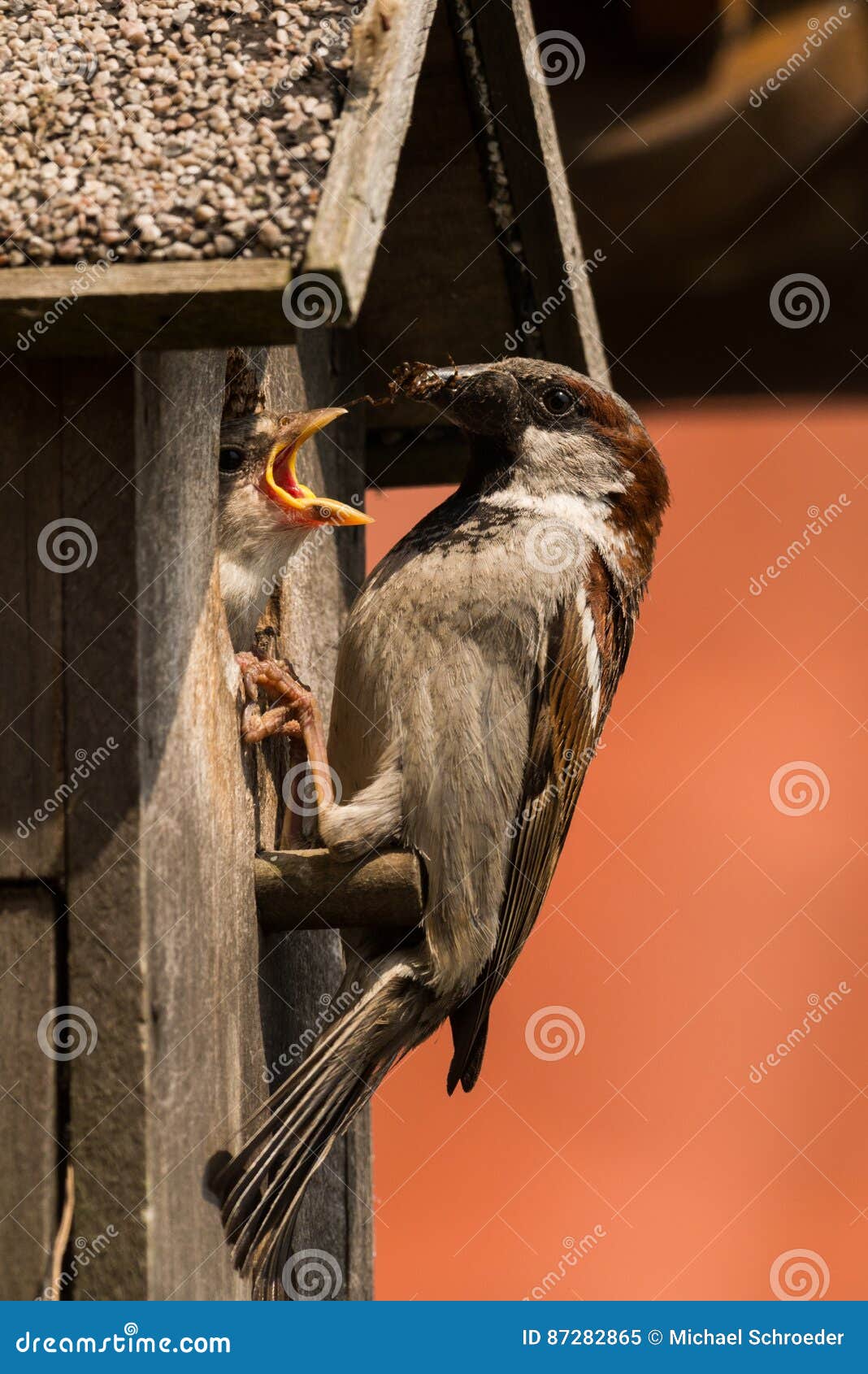 House Sparrow Feeding Chick Stock Image Image of feeding, feed 87282865