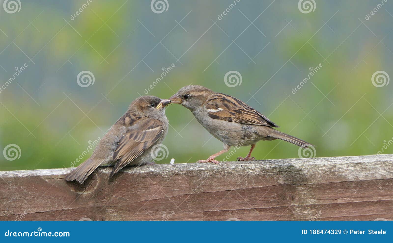 House Sparrow Feeding Young Chicks Stock Image Image of forest, foods