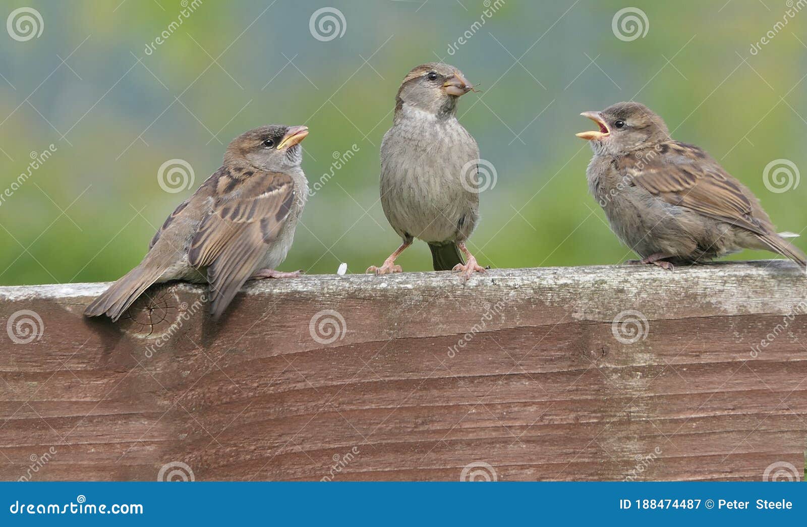 House Sparrow Feeding Young Chicks Stock Image Image of gardens