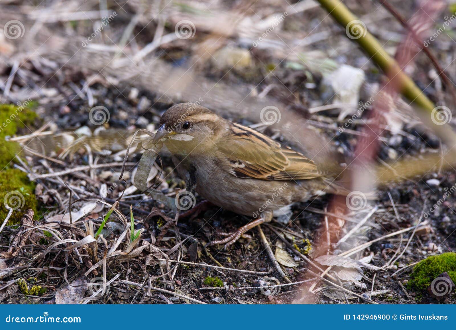 house sparrow female bird passer domesticus with plastic lente at her beak