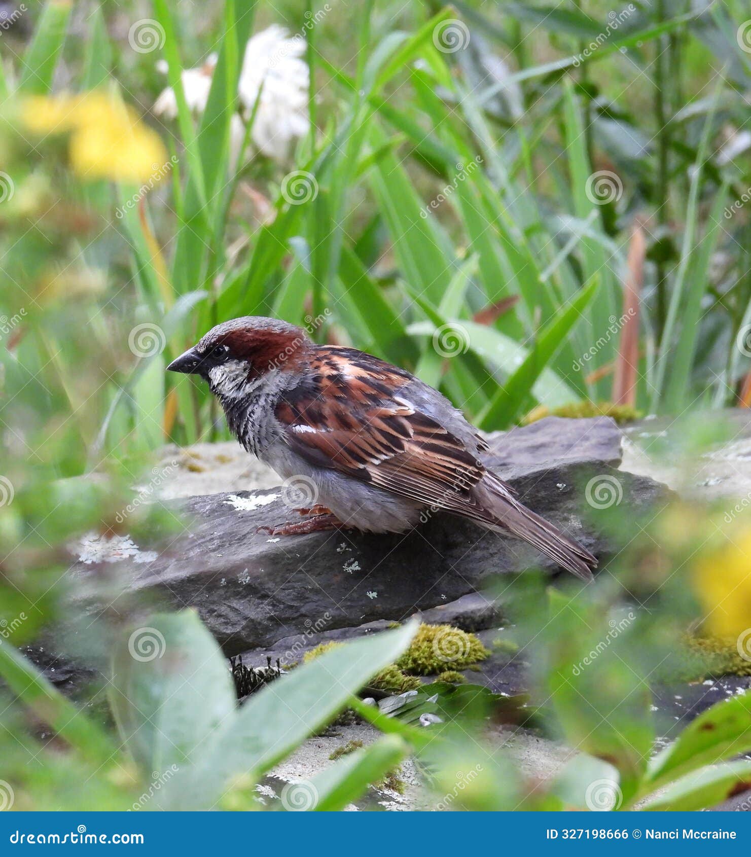 house sparrow in new york state summer garden