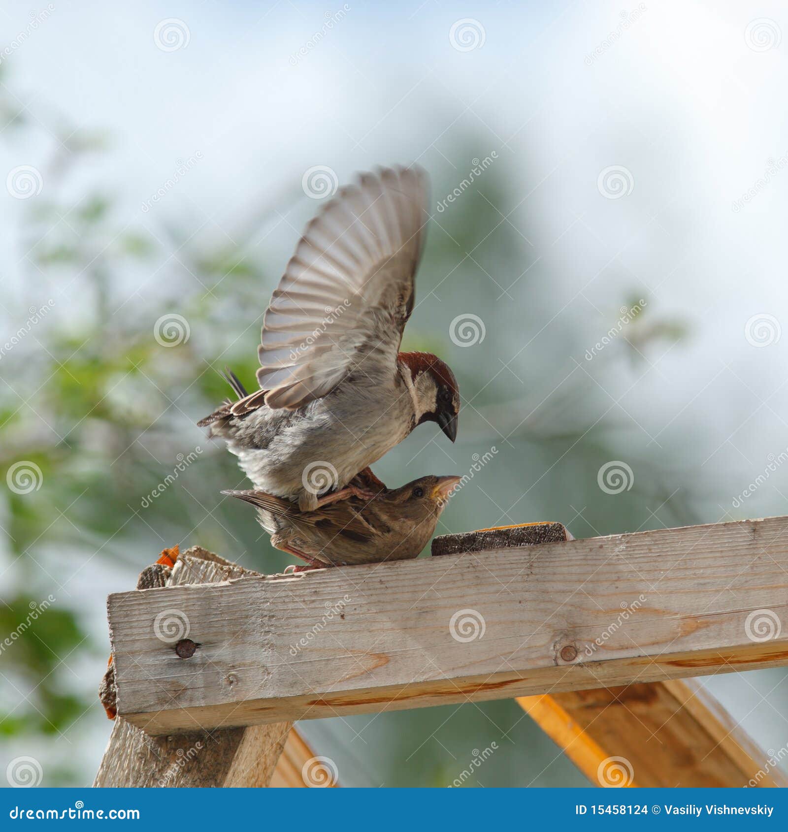 house sparrow, passer domesticus