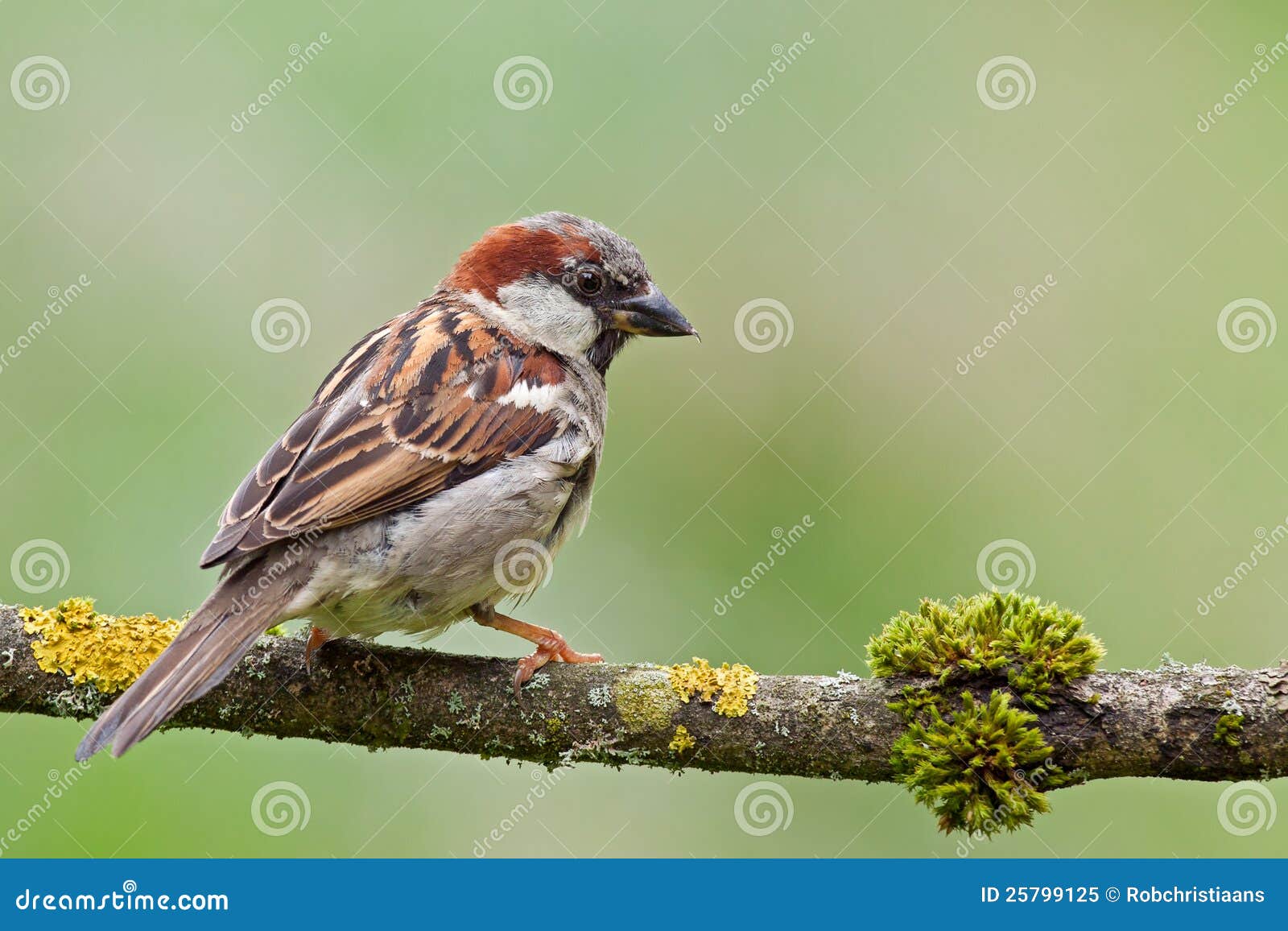 house sparrow (passer domesticus).
