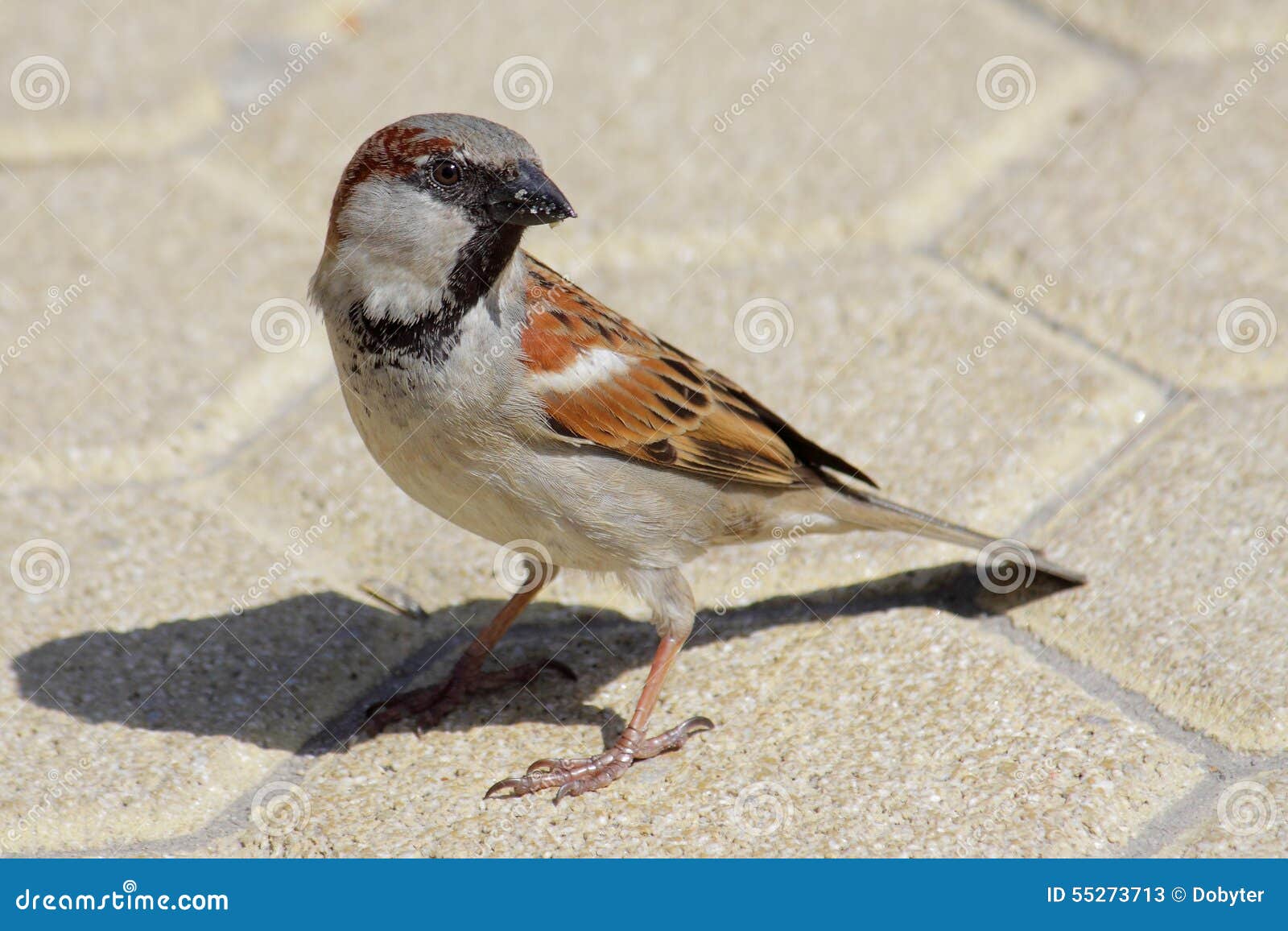house sparrow (passer domesticus)