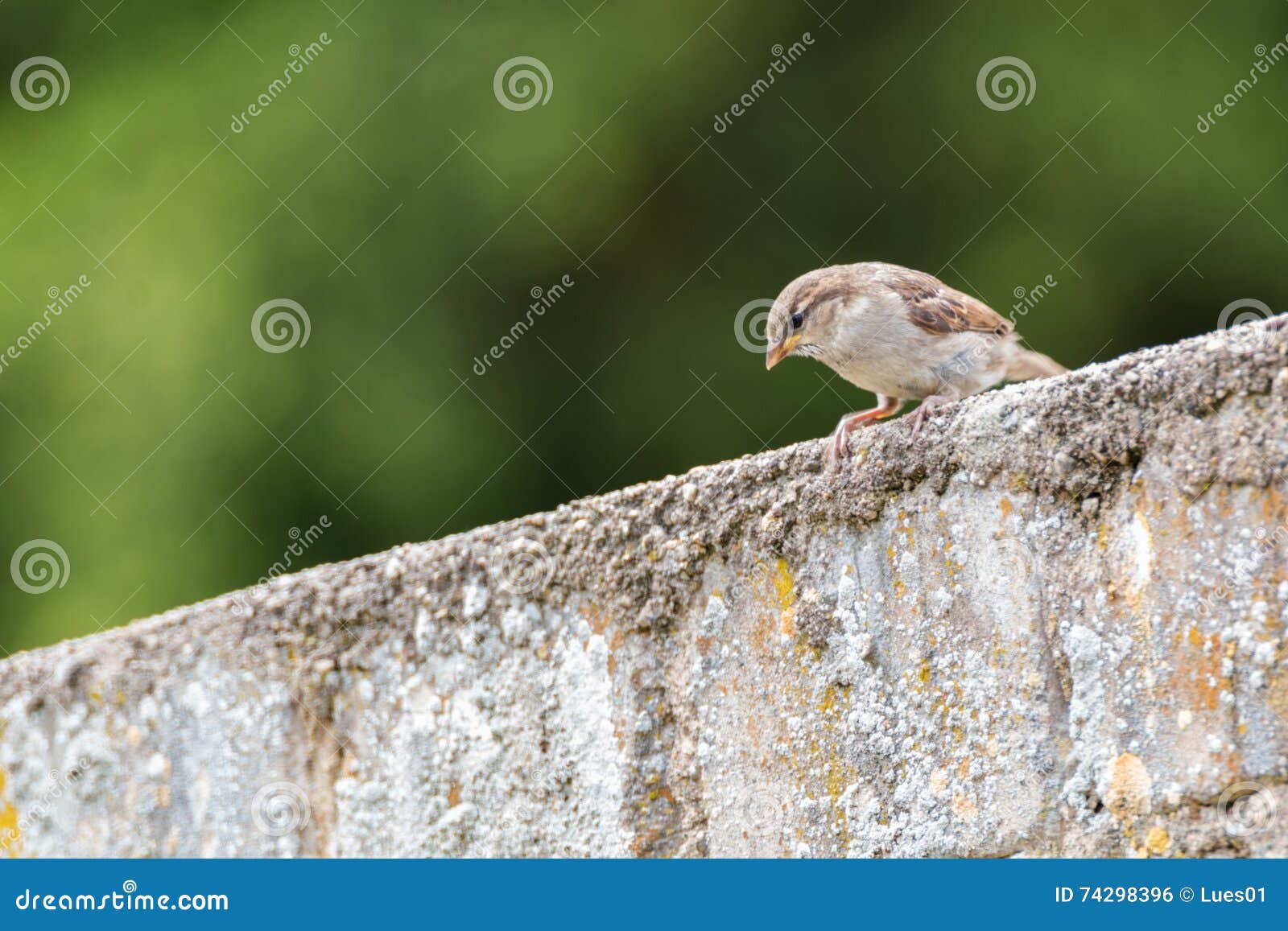 House sparrow stock photo. Image of common, close, sweet 74298396