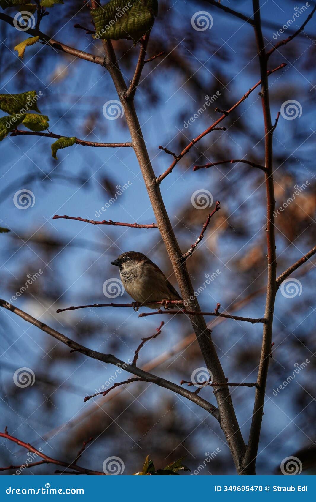house sparrow on a thin tree branch