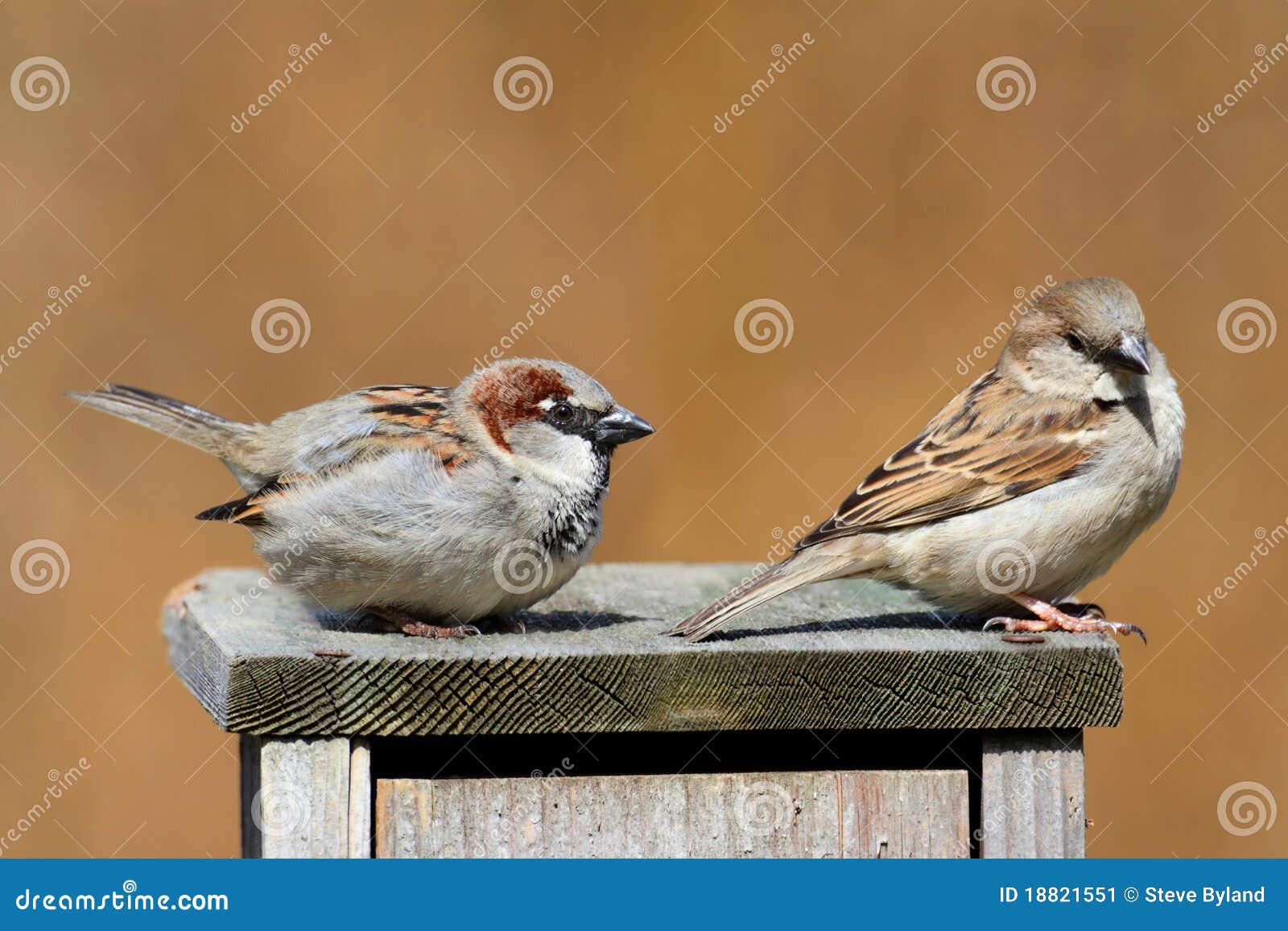 house sparrows (passer domesticus)