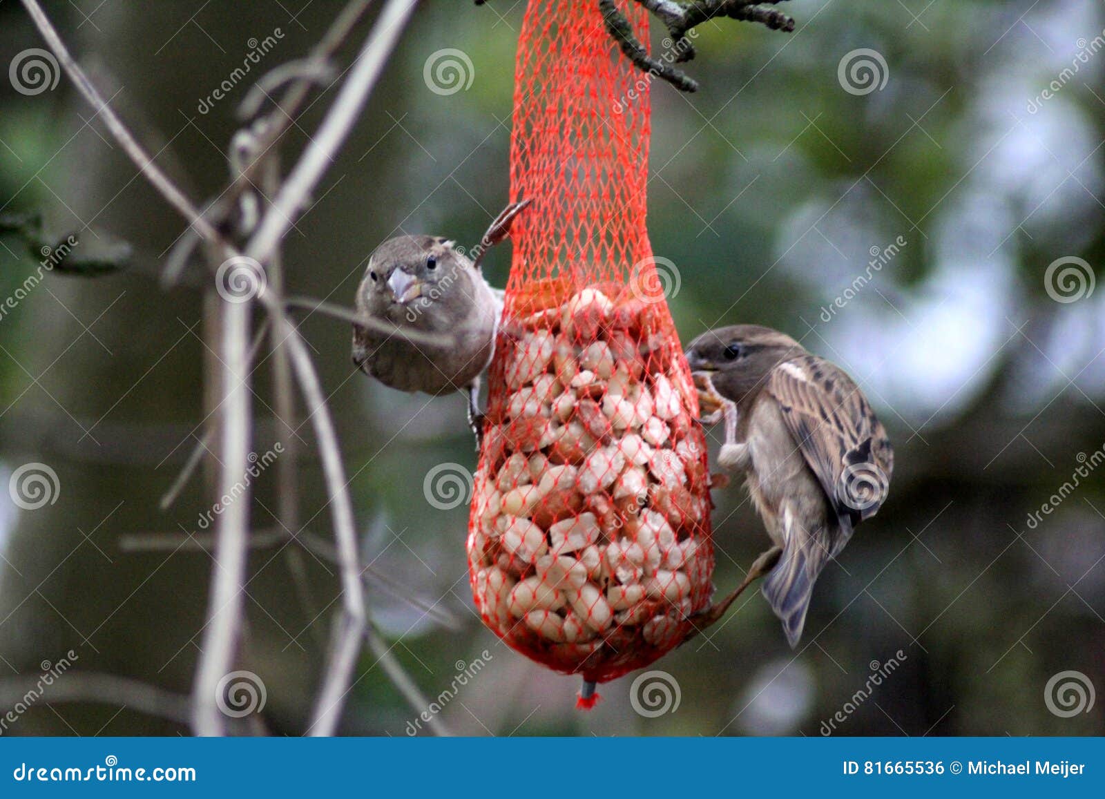 House sparrows stock photo. Image of autumn, bright, male 81665536