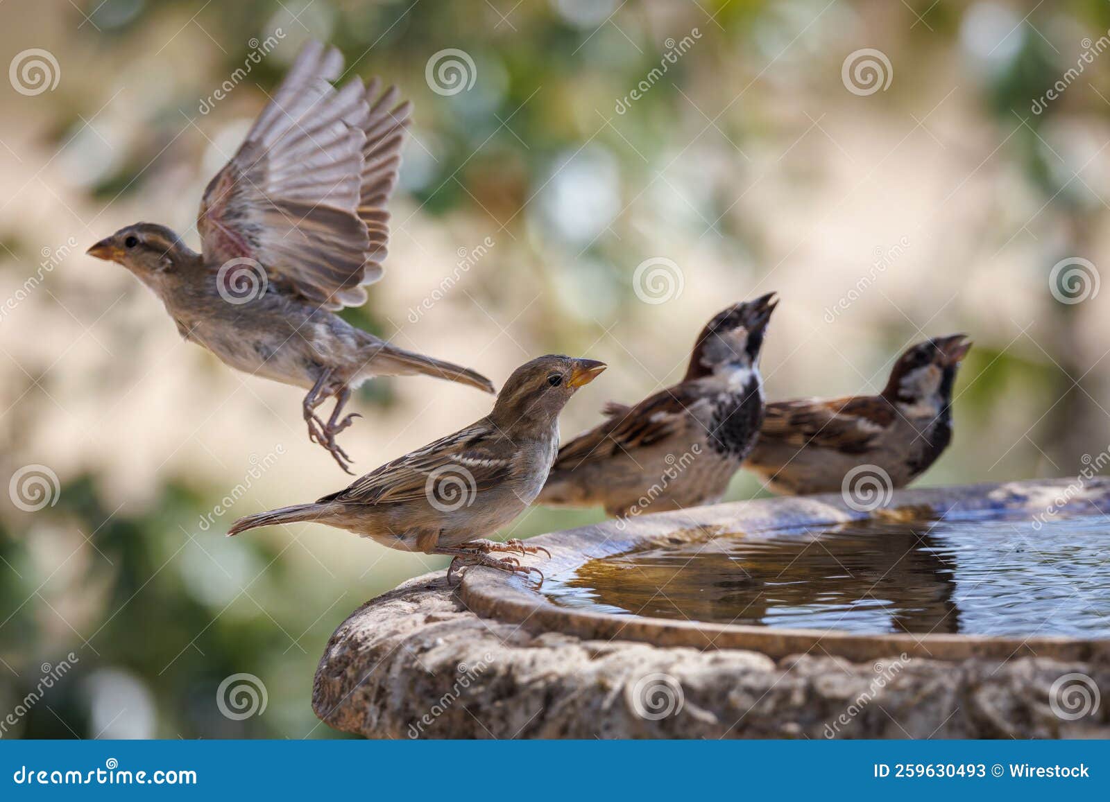 house sparrows  160722-2866