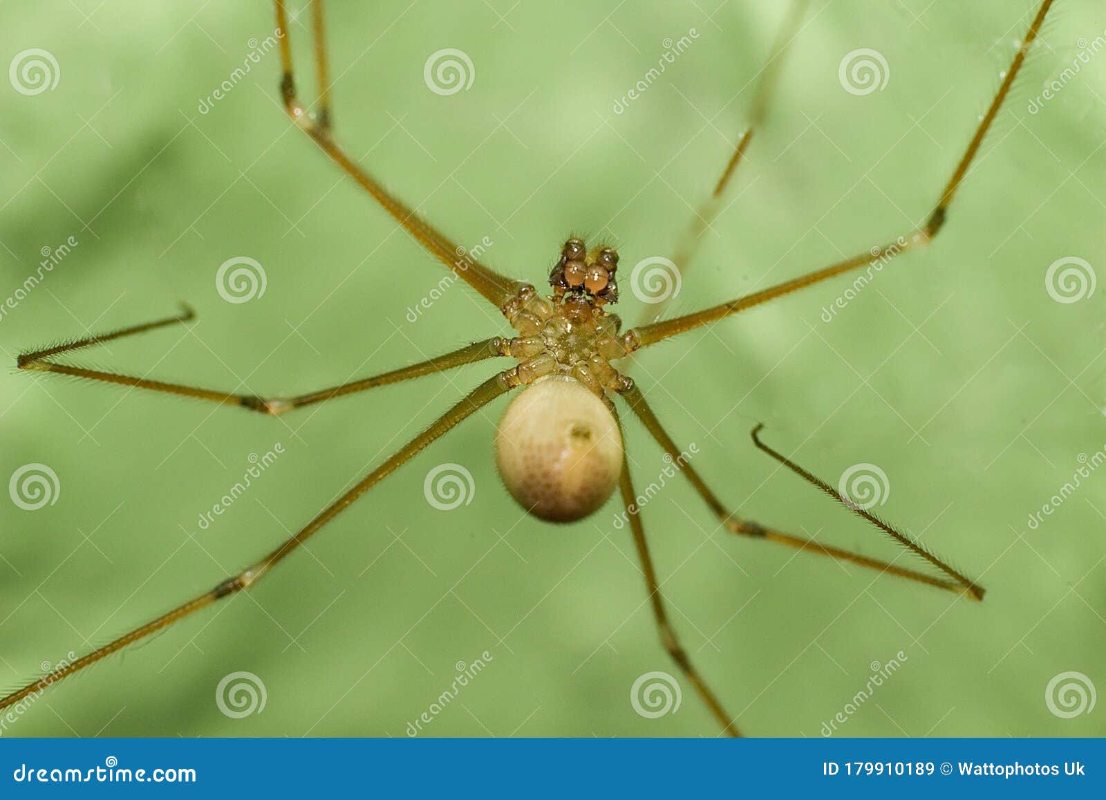 FAMILY PHOLCIDAE - Daddy long-leg Spiders