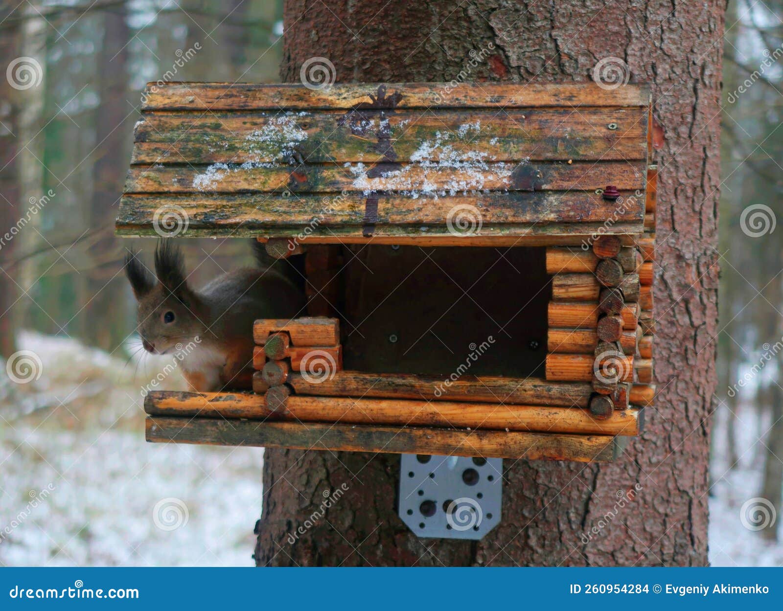 House for Squirrels in the Forest Stock Photo Image of mammal, forest 260954284