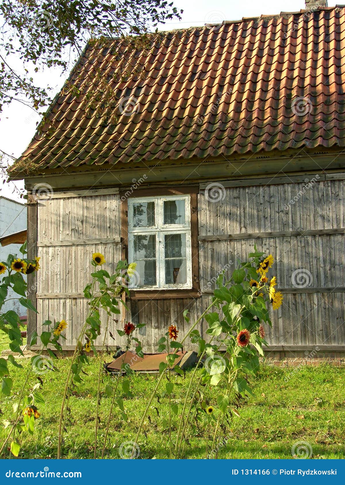 house and sunflowers