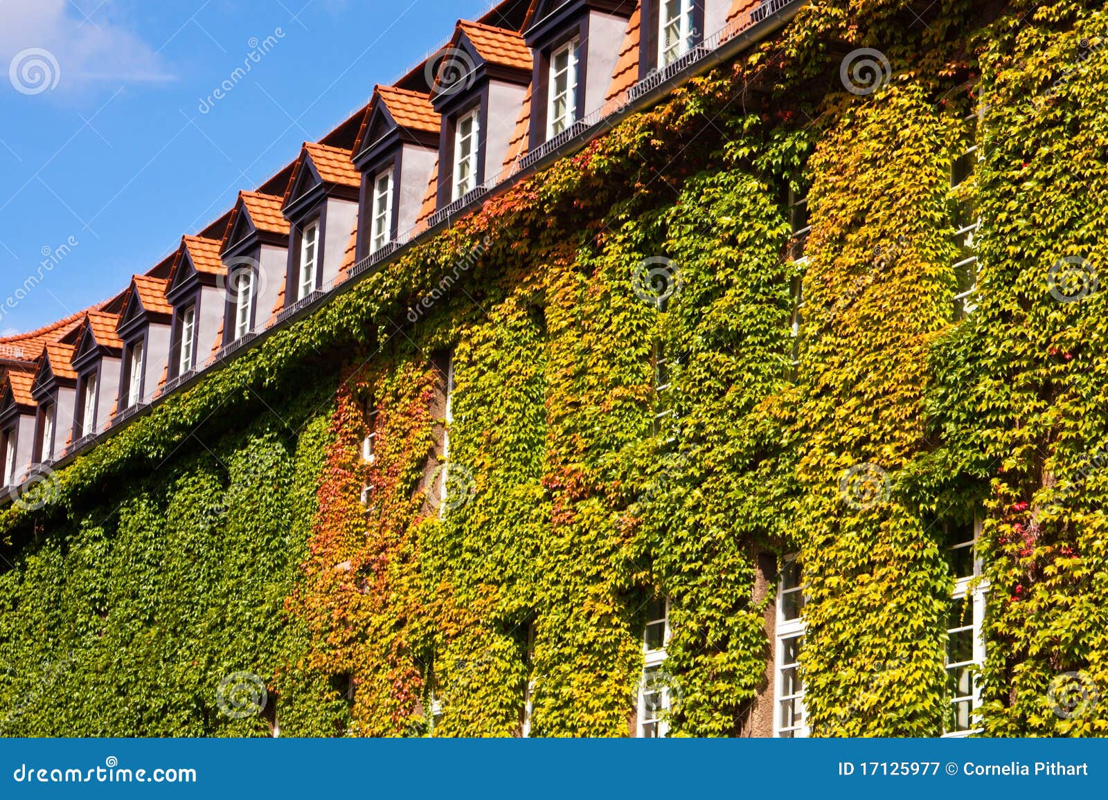 House With Virginia Creeper Stock Image Image of greening, outdoors